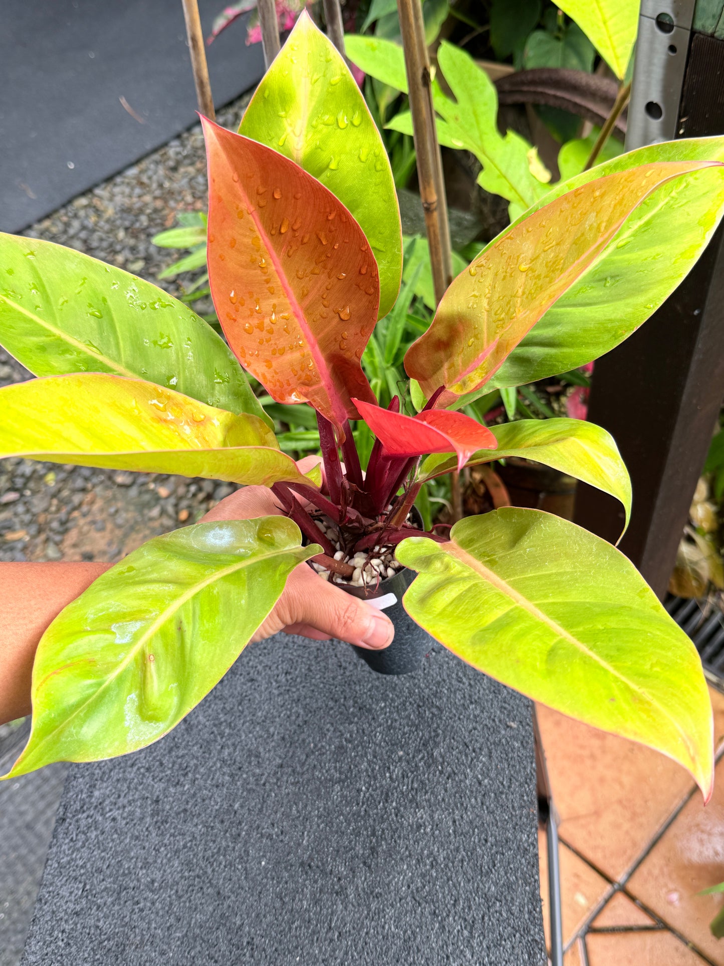 Philodendron 'Prince of Orange' K63