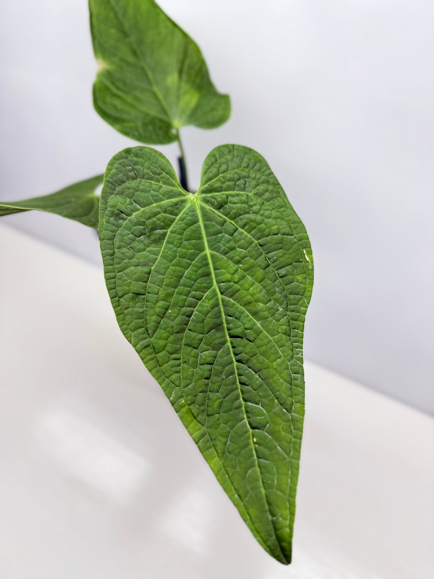 Anthurium Rotolanteum - Large V18
