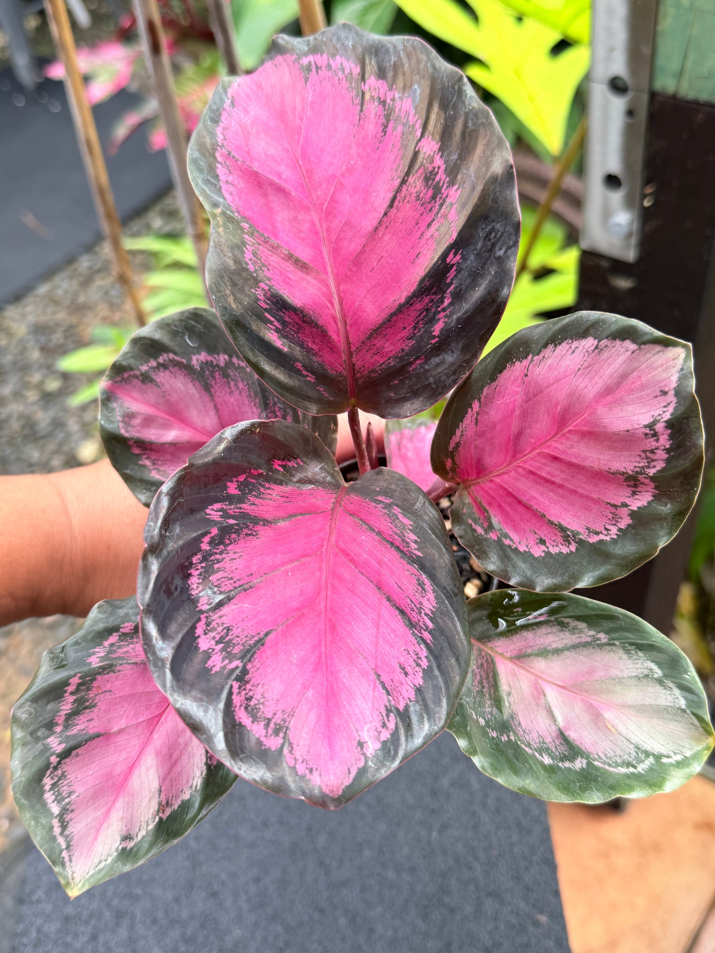Calathea Rosepecta 'Pink Star' K66