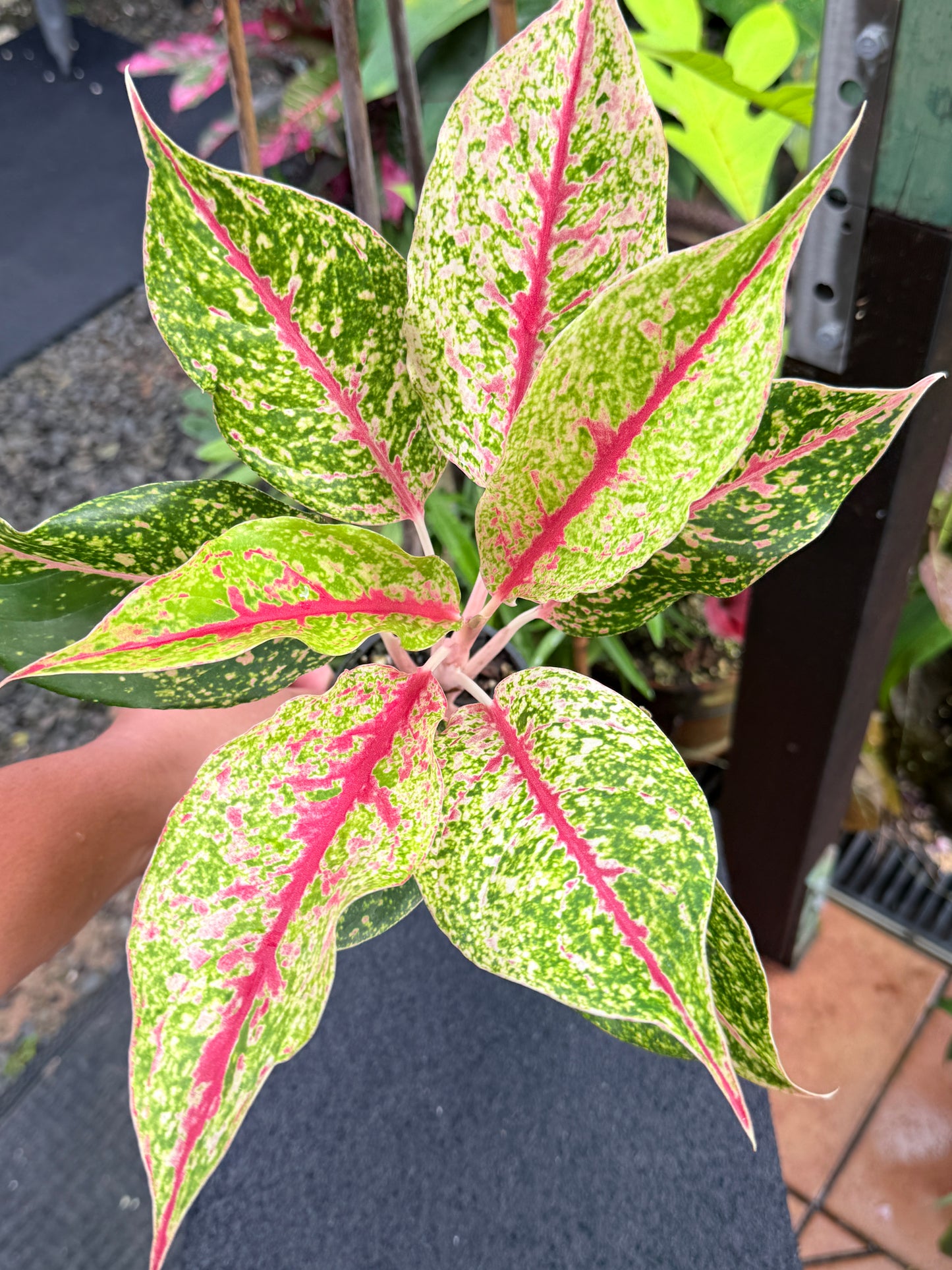 Aglaonema 'Night Sparkle Hybrid - Large K74