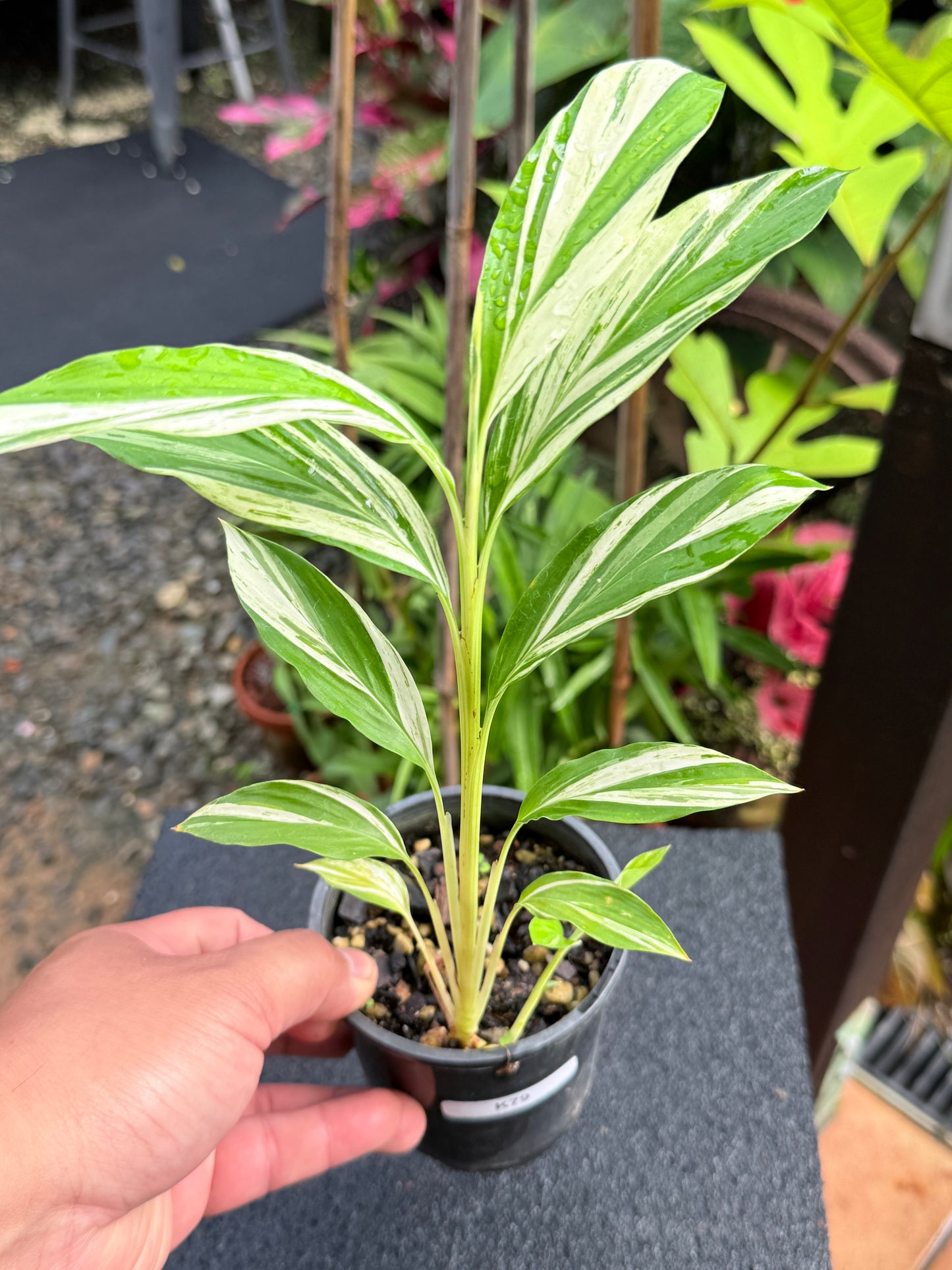 Alpinia vittata 'Variegated Striped Narrow Leaf Ginger' K79