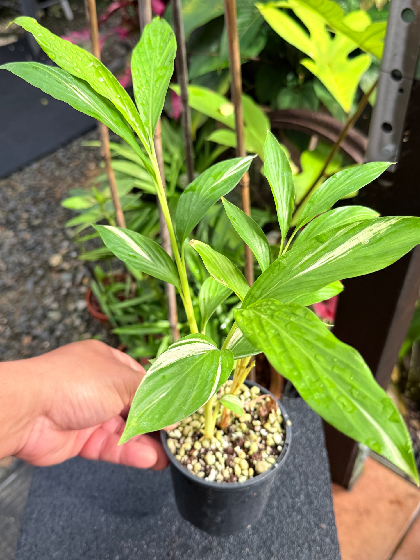 Alpinia vittata 'Variegated Striped Narrow Leaf Ginger' K78