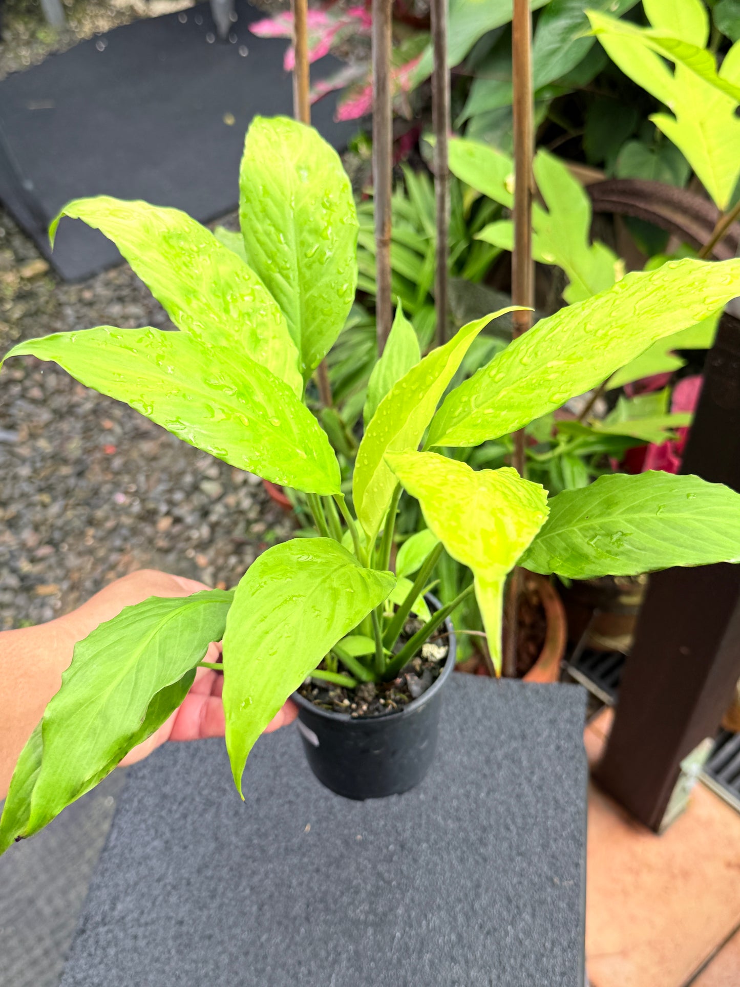 Spathiphyllum 'Golden' M1