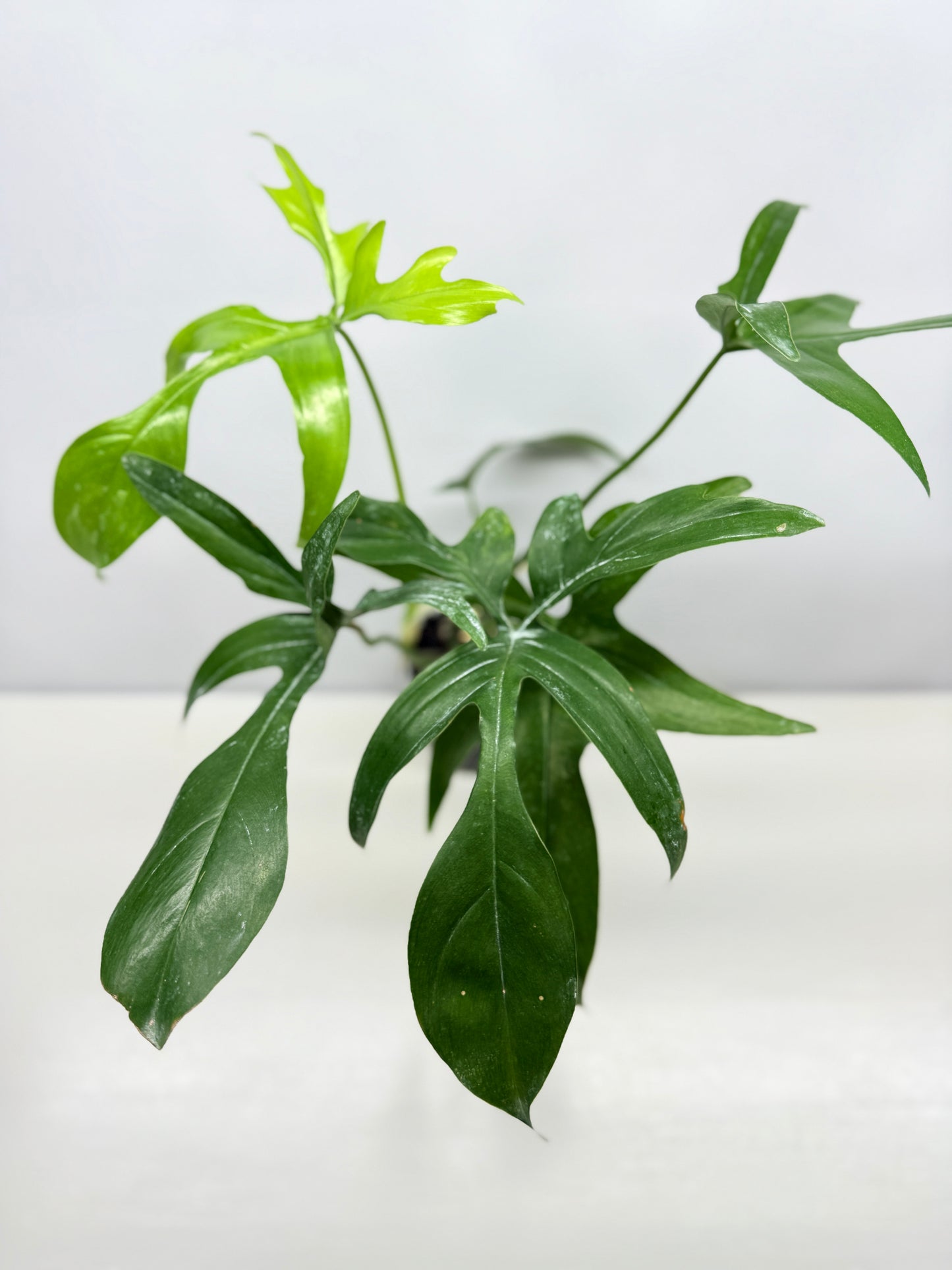 Philodendron pedatum Glad Hands - Best Pick of the Crop!