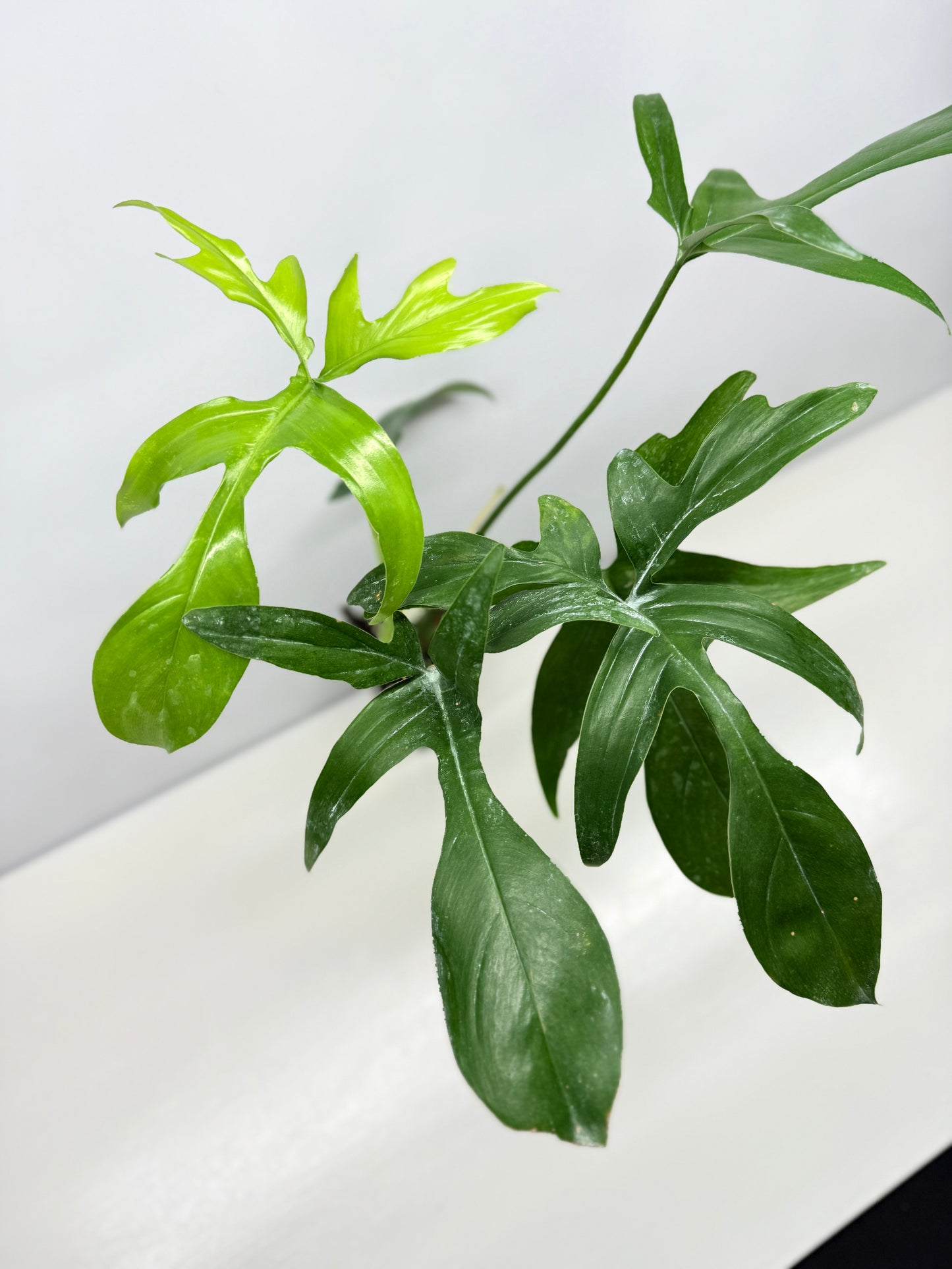 Philodendron pedatum Glad Hands - Best Pick of the Crop!