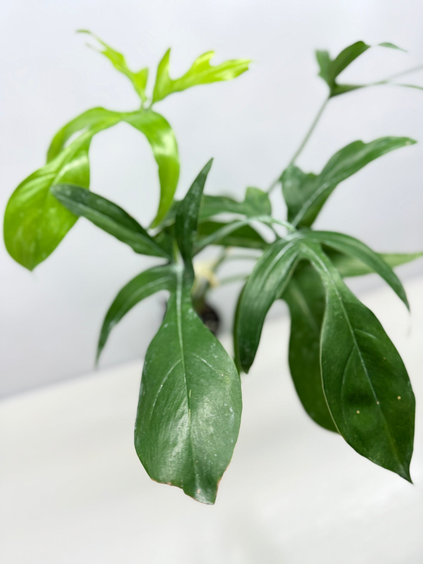Philodendron pedatum Glad Hands - Best Pick of the Crop!