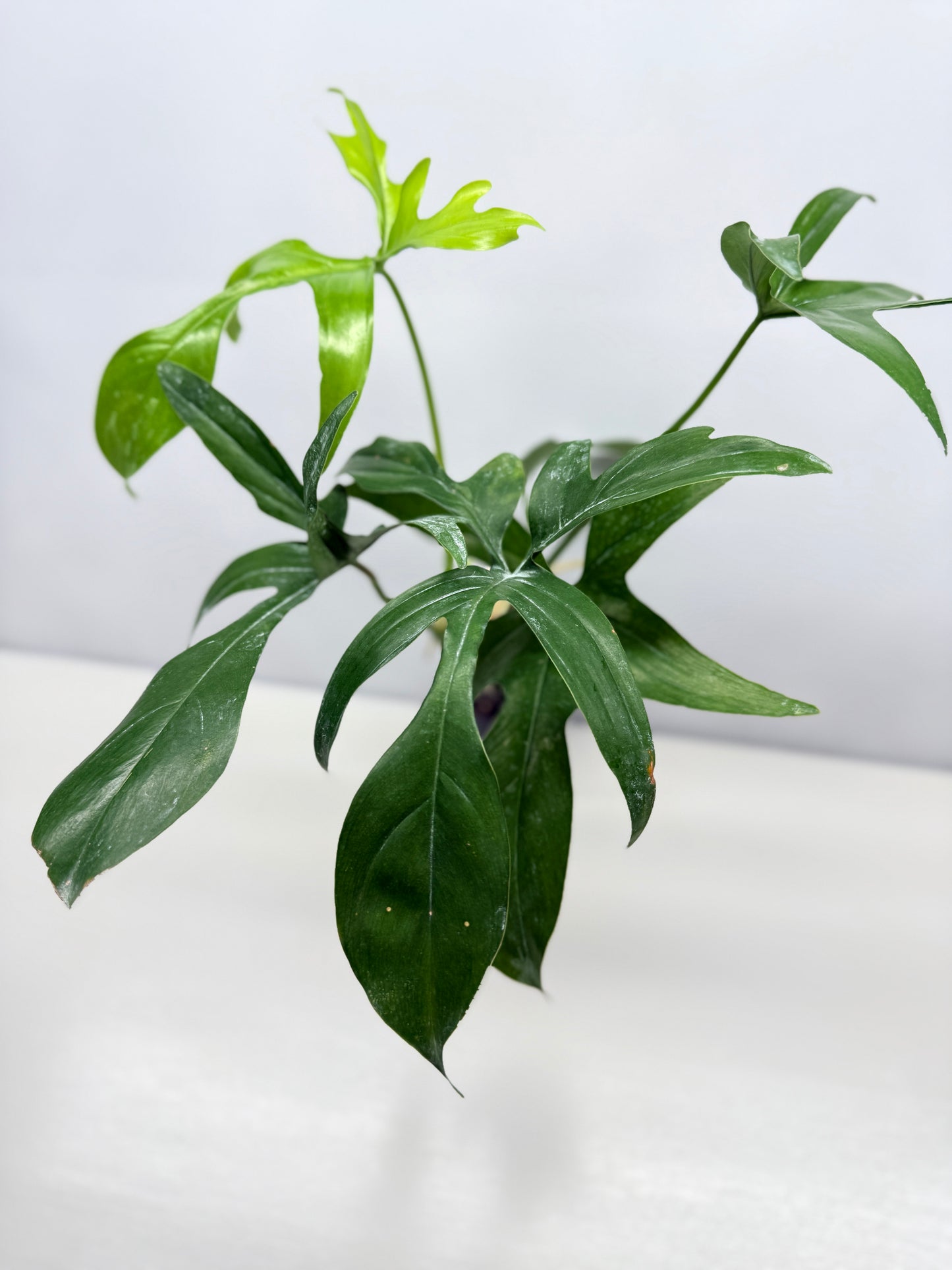 Philodendron pedatum Glad Hands - Best Pick of the Crop!