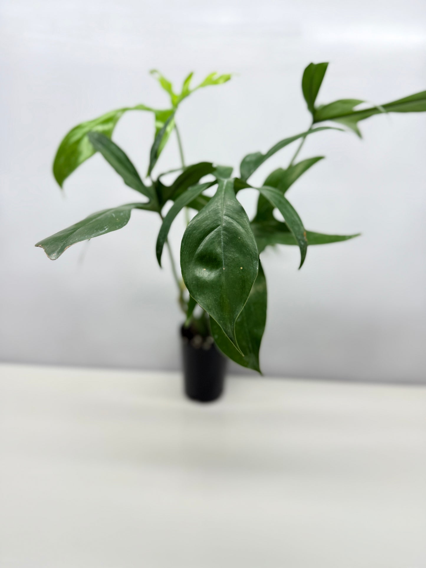 Philodendron pedatum Glad Hands - Best Pick of the Crop!