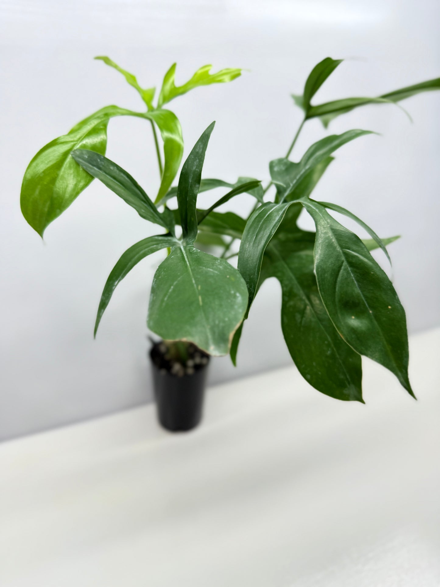 Philodendron pedatum Glad Hands - Best Pick of the Crop!