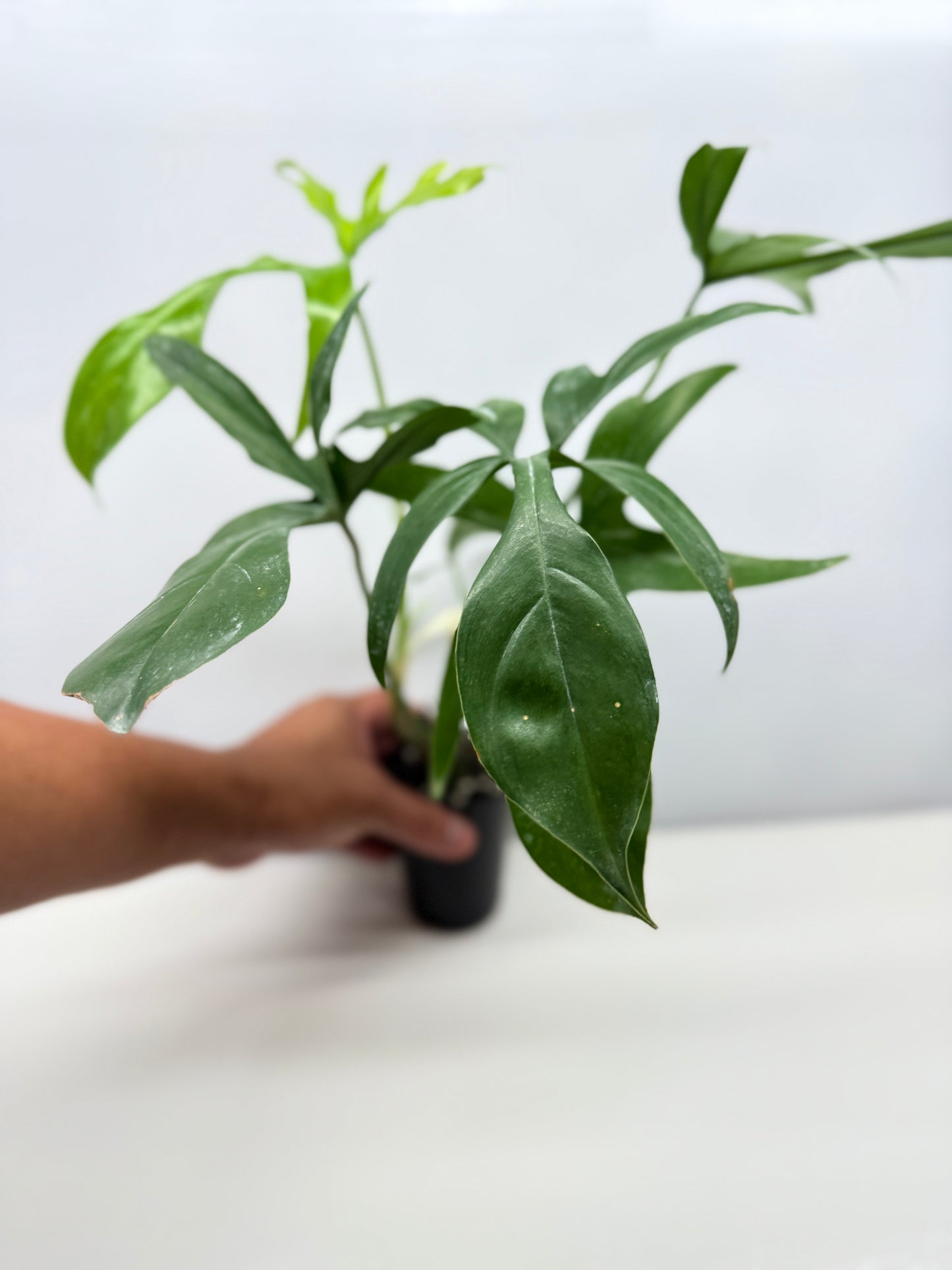 Philodendron pedatum Glad Hands - Best Pick of the Crop!