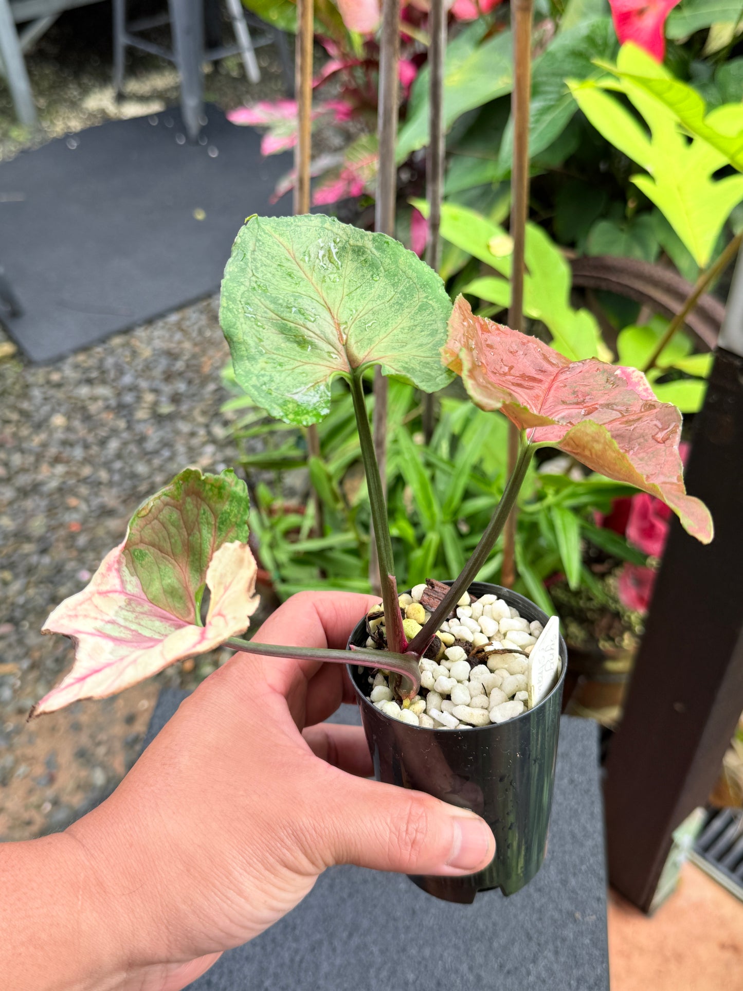 Syngonium 'Strawberry Ice' M5