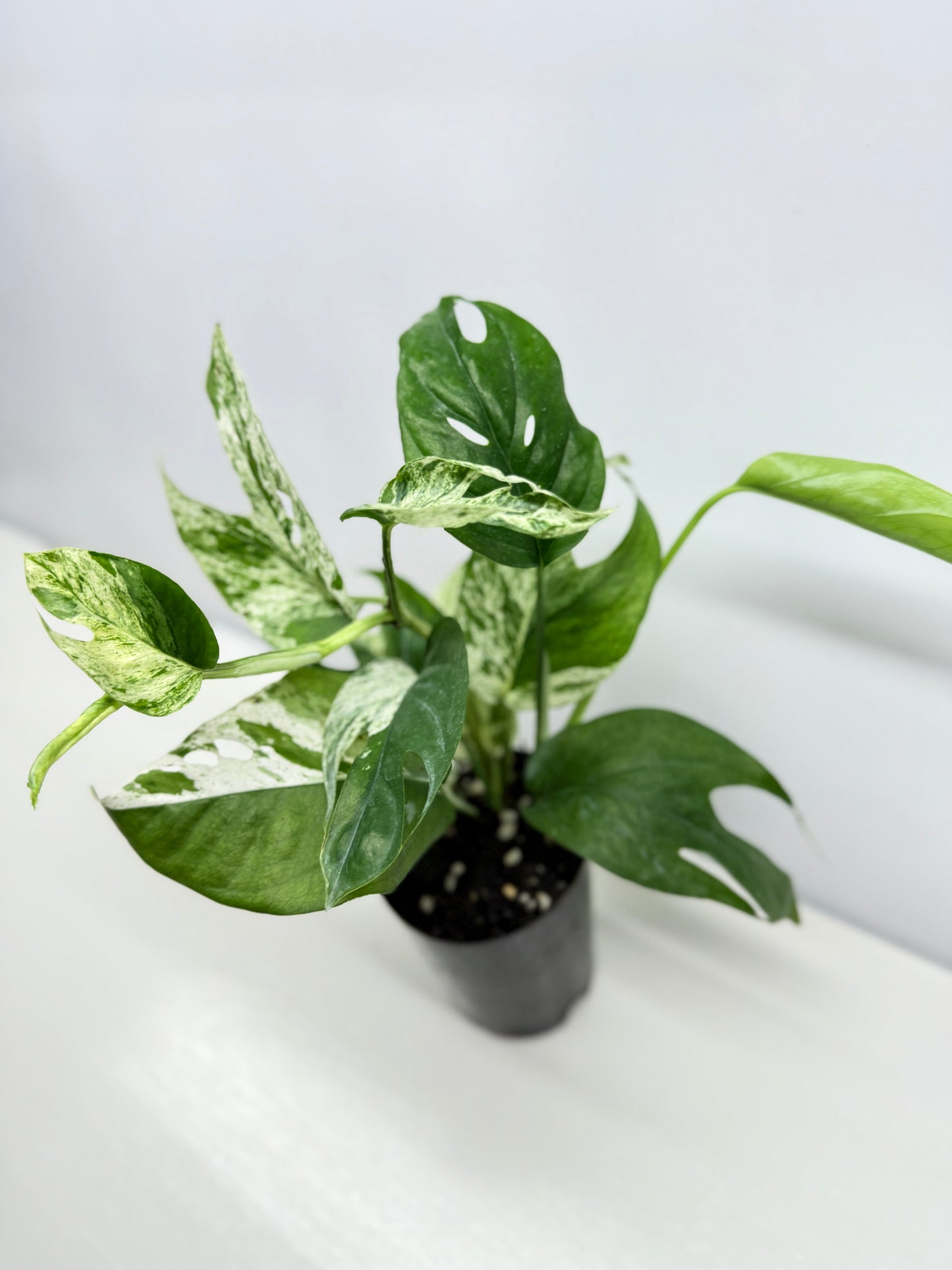 Epipremnum Pinnatum Marble - Best Pick of the Crop!
