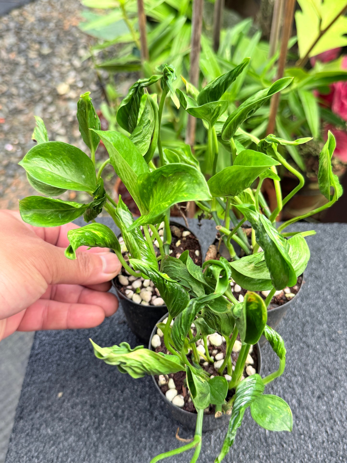 Epipremnum 'Shangri La' 3 for $25 till all gone!