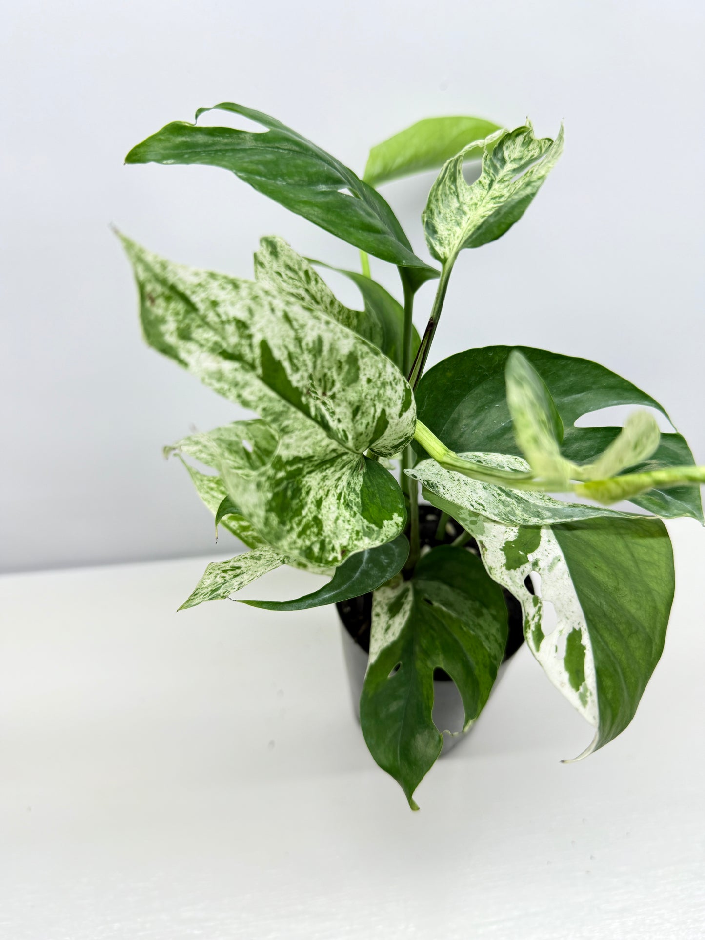 Epipremnum Pinnatum Marble - Best Pick of the Crop!