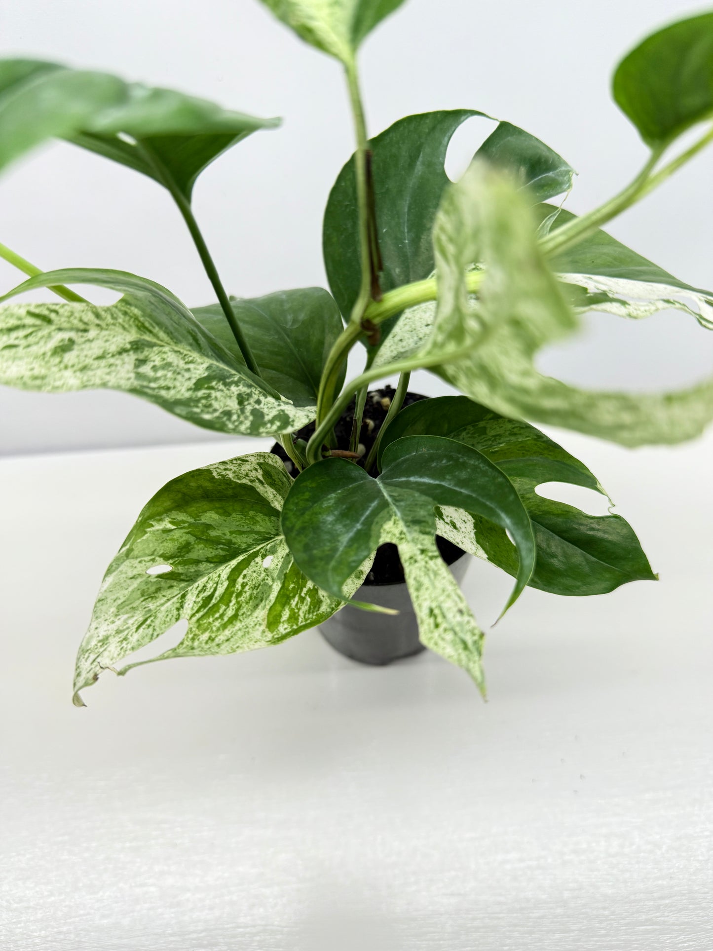 Epipremnum Pinnatum Marble - Best Pick of the Crop!