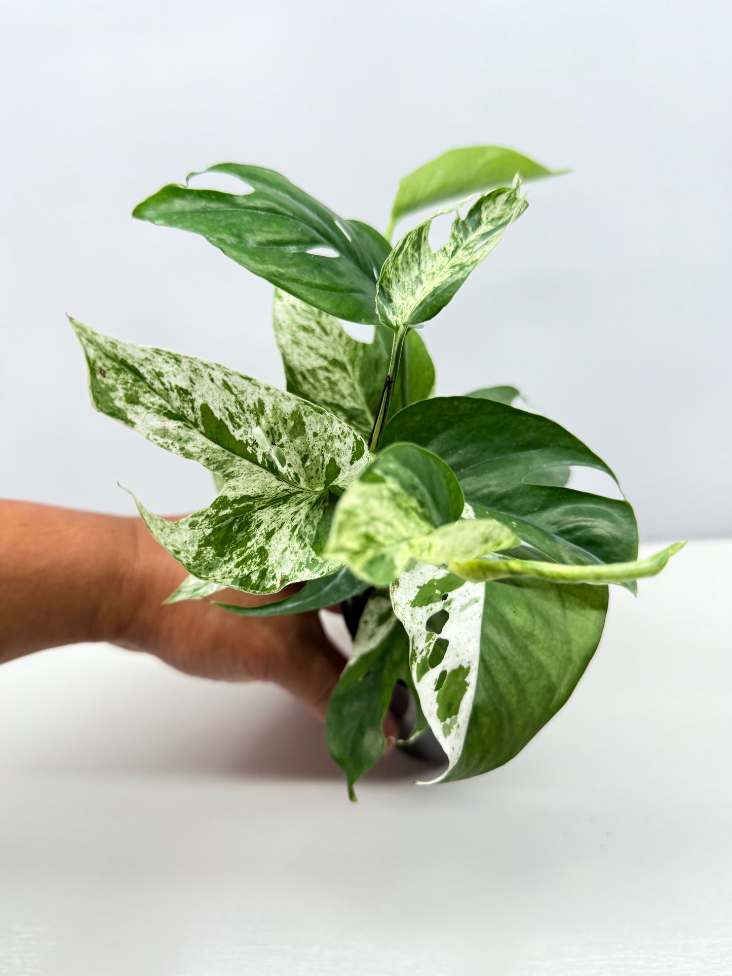 Epipremnum Pinnatum Marble - Best Pick of the Crop!