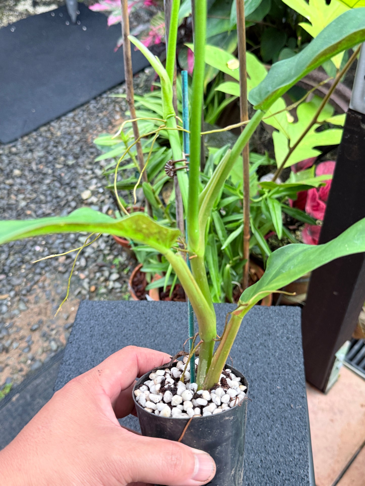 Philodendron 'Lapoanum' M11
