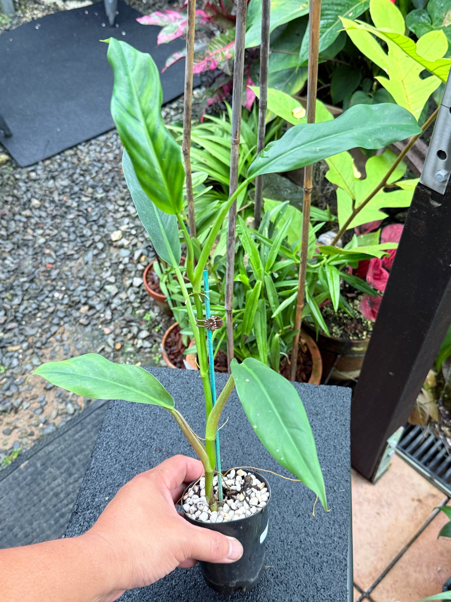 Philodendron 'Lapoanum' M12