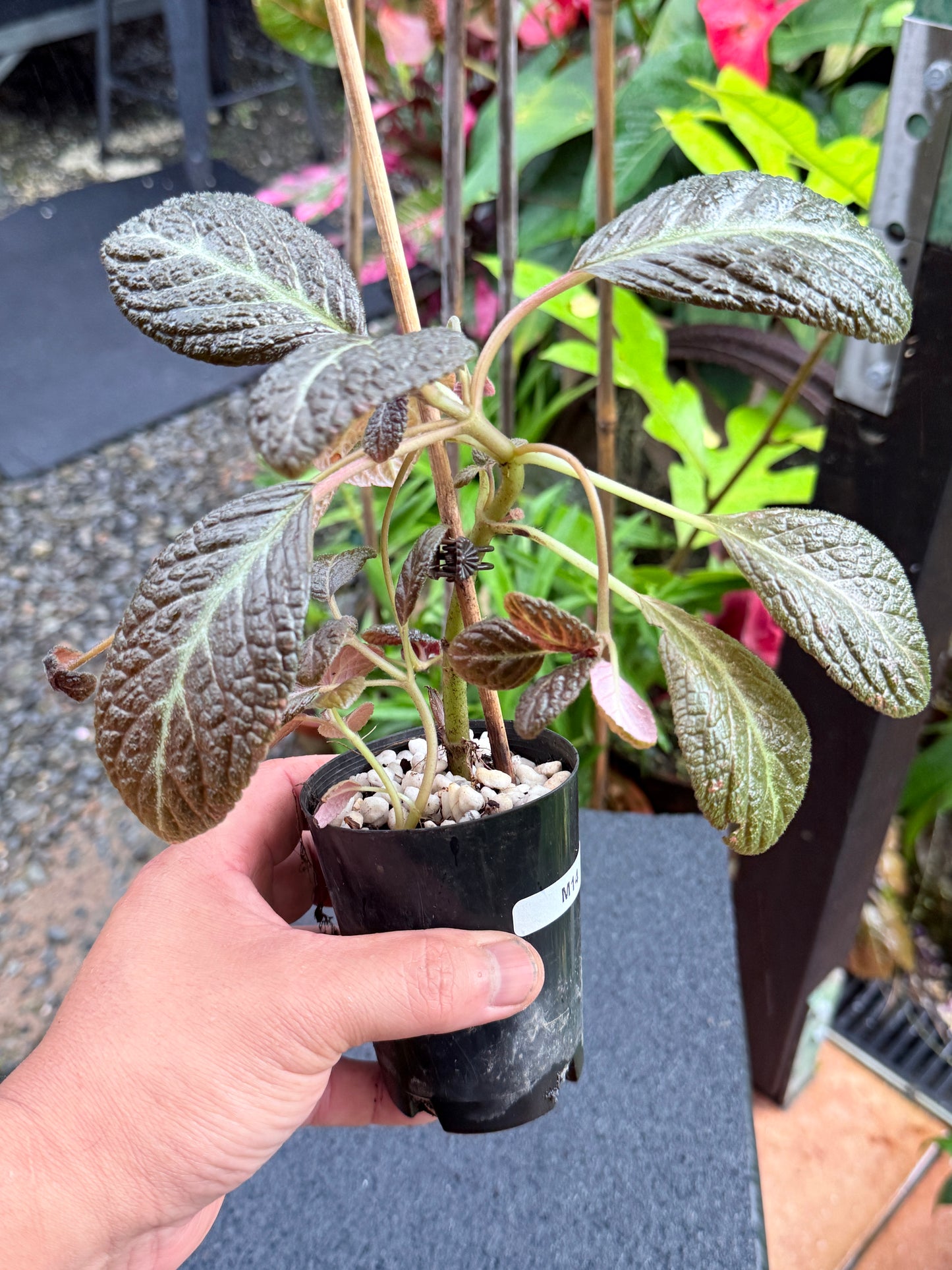 Episcia 'Suomi' Yellow Flowering M14