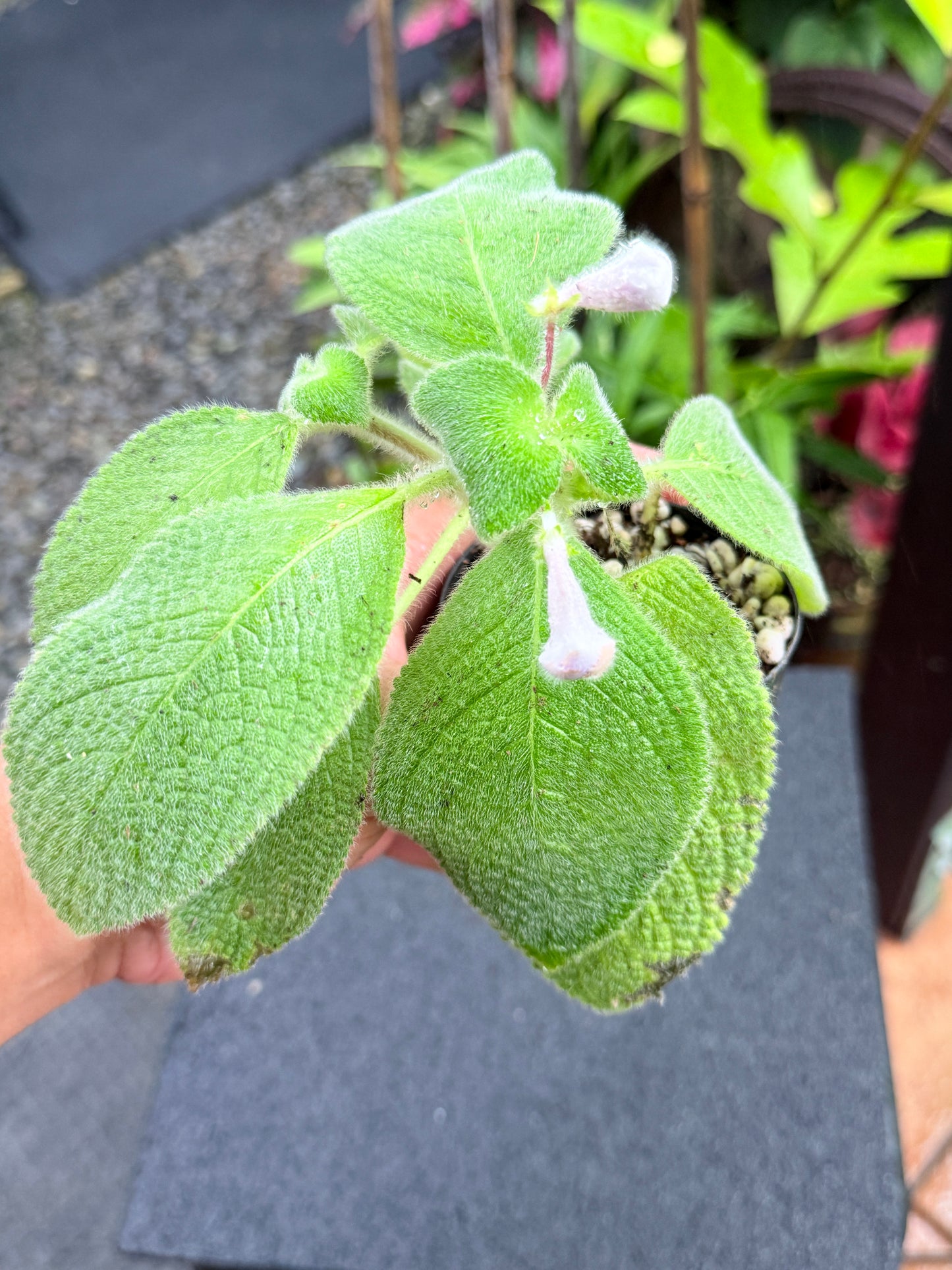 Episcia 'Blue Heaven' Light Purple Flowering M15