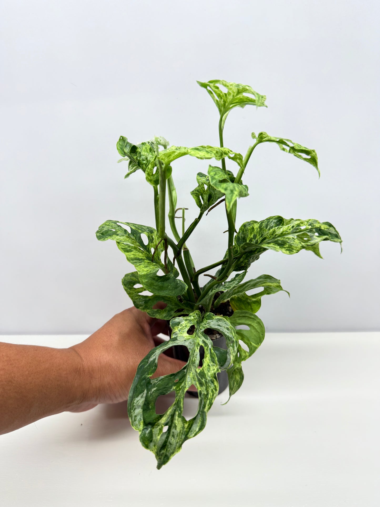 Monstera Adansonii Variegated Mottled Mint - Double Planted A12