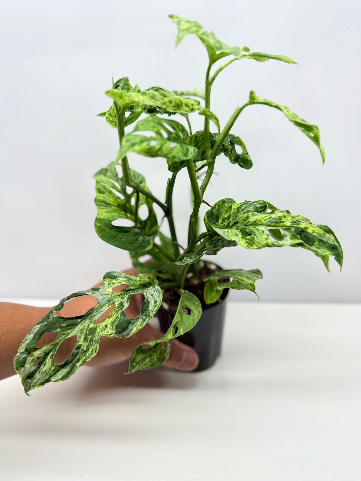 Monstera Adansonii Variegated Mottled Mint - Double Planted A12