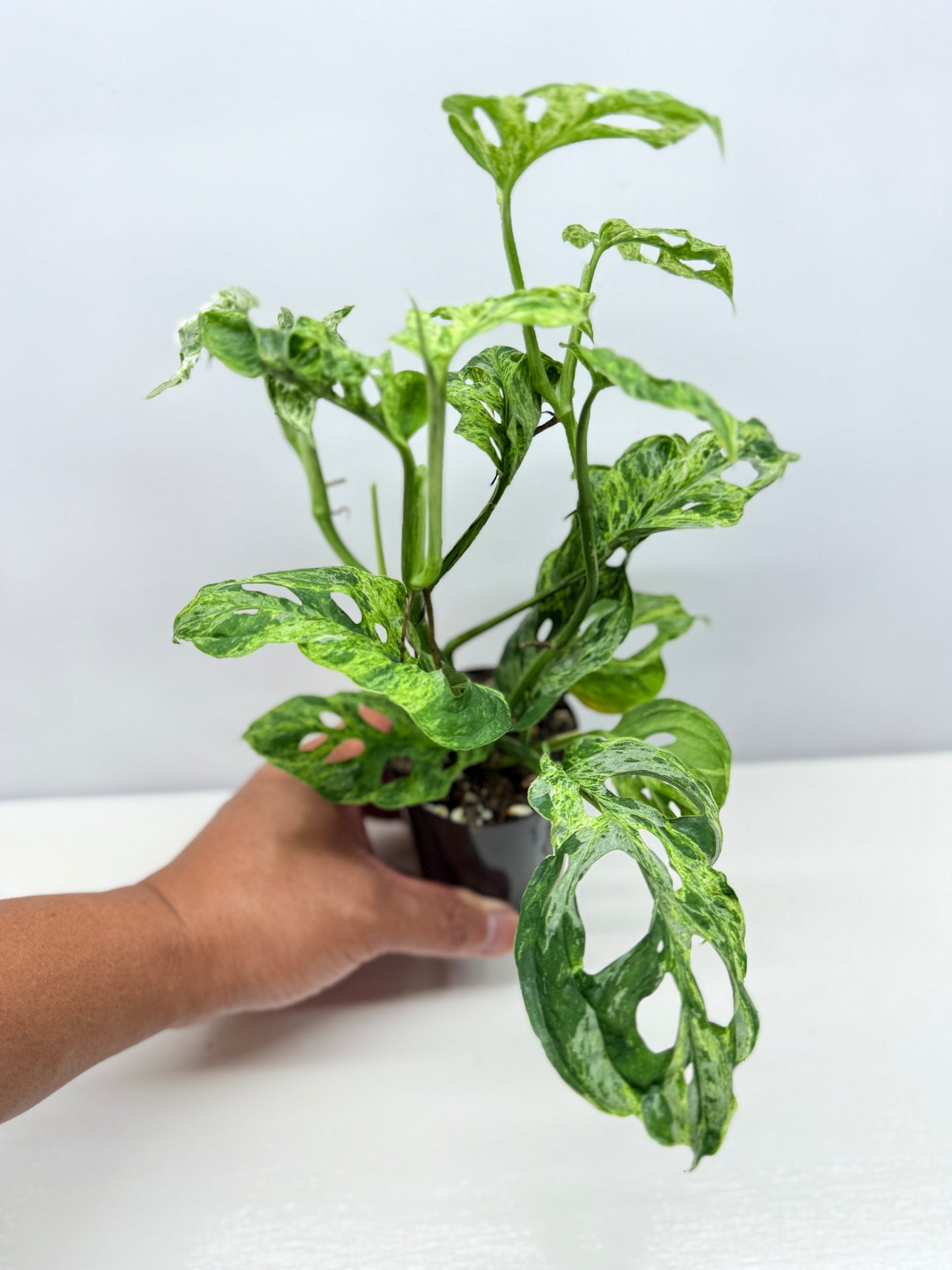 Monstera Adansonii Variegated Mottled Mint - Double Planted A12