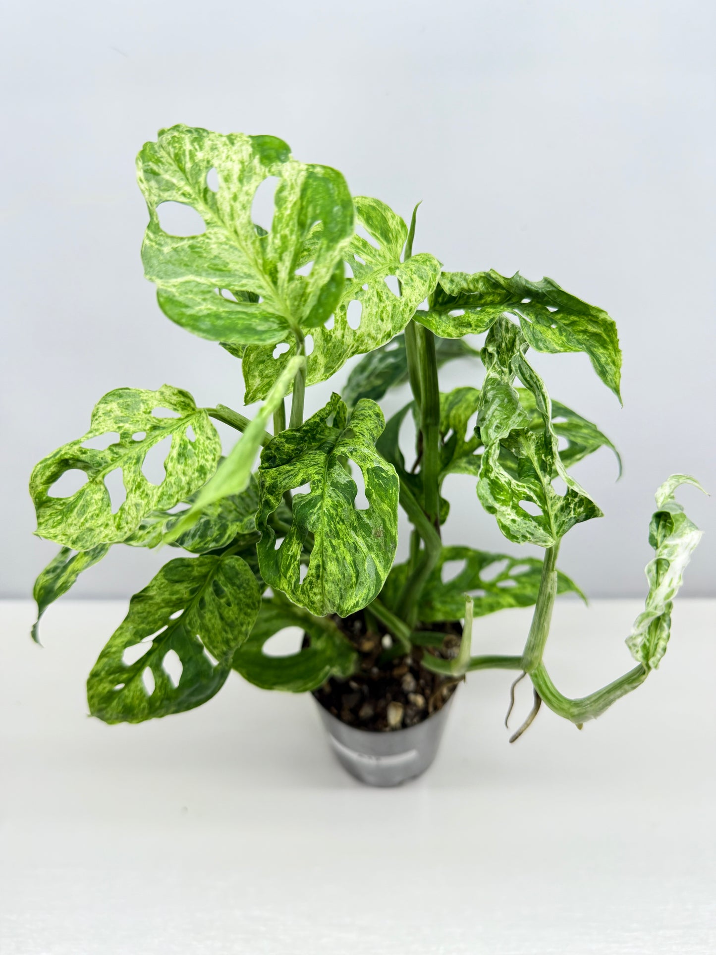 Monstera Adansonii Variegated Mottled Mint - Double Planted A12