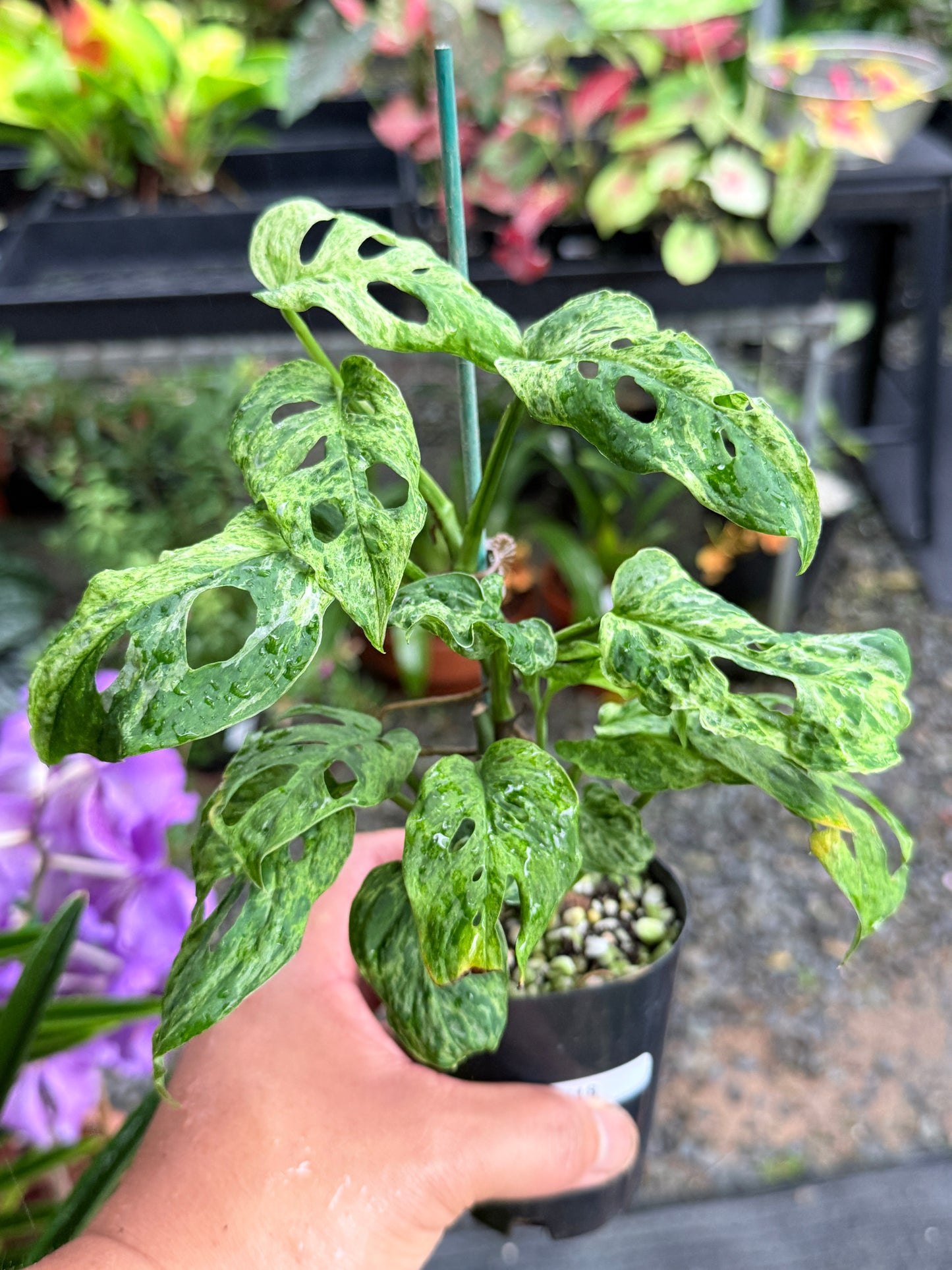 Monstera adansonii 'Mottled Mint' M18