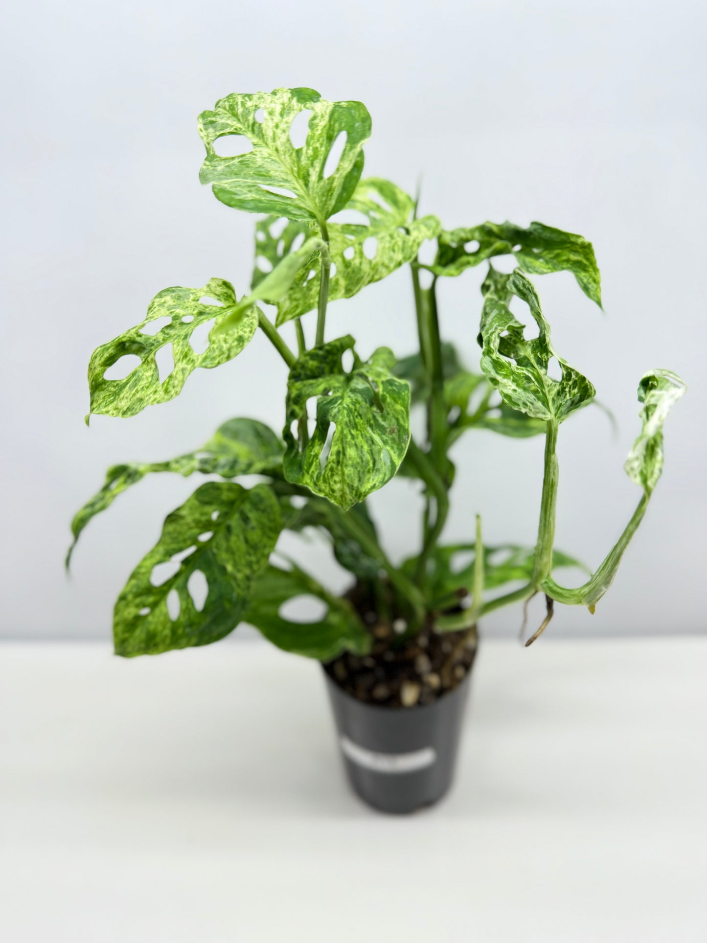 Monstera Adansonii Variegated Mottled Mint - Double Planted A12