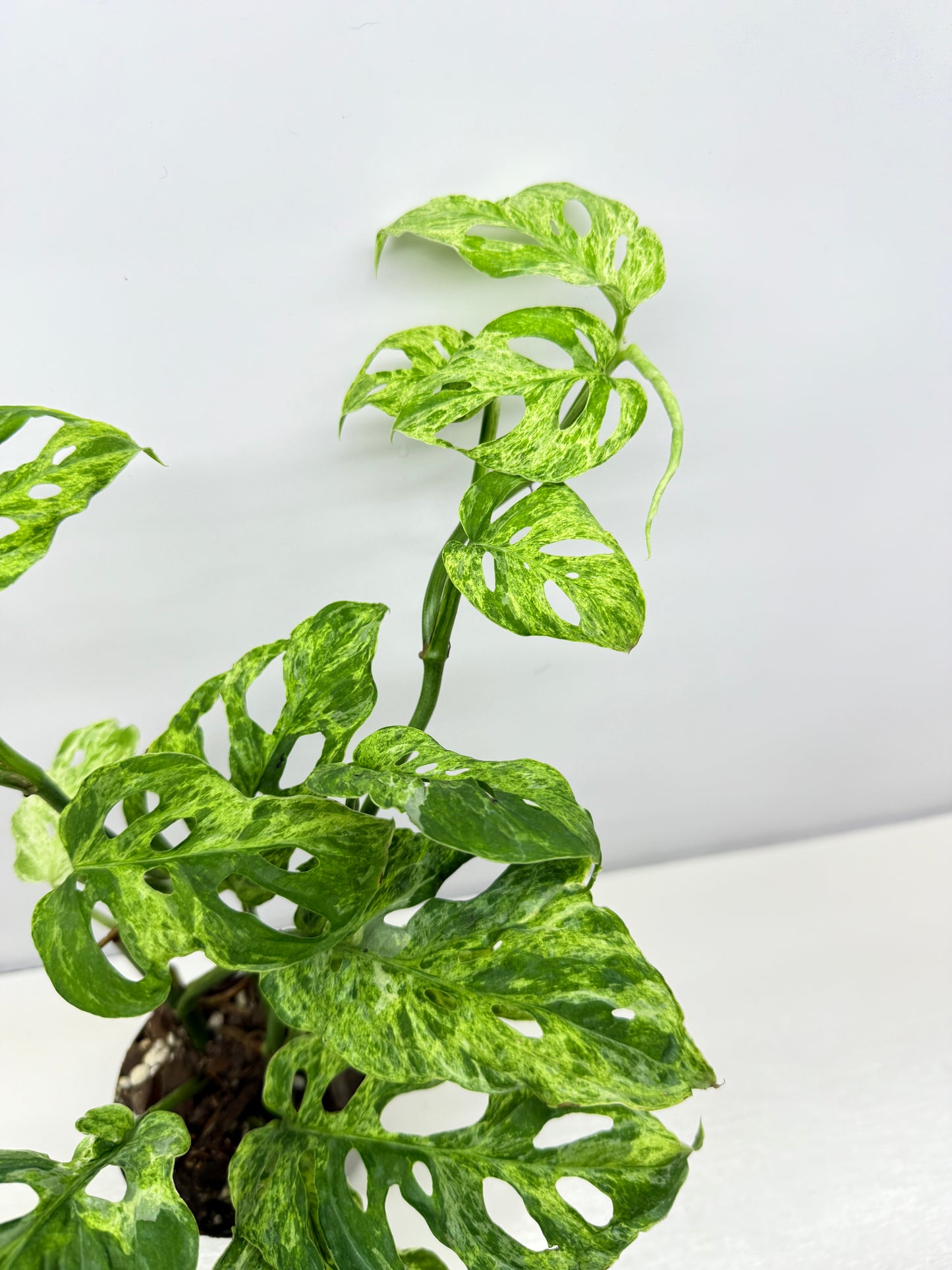 Monstera Adansonii Variegated Mottled Mint - Double Planted A13