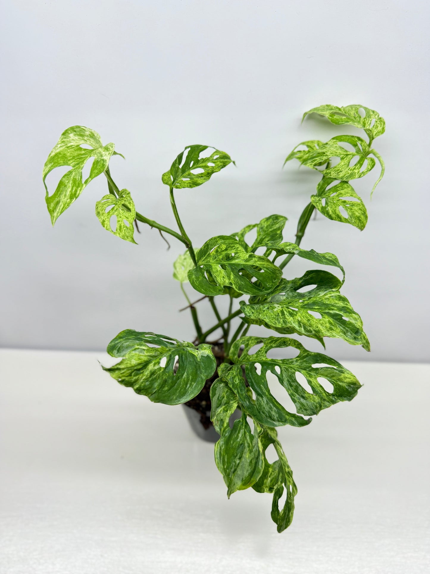Monstera Adansonii Variegated Mottled Mint - Double Planted A13