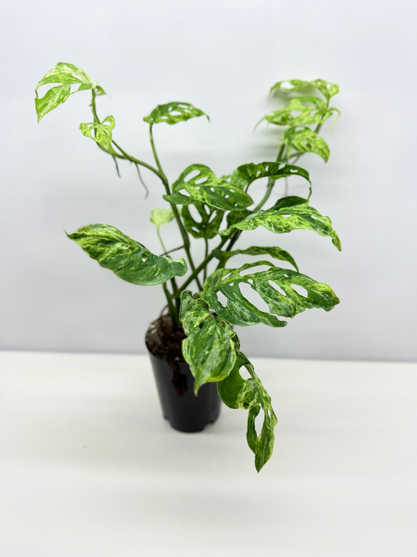 Monstera Adansonii Variegated Mottled Mint - Double Planted A13