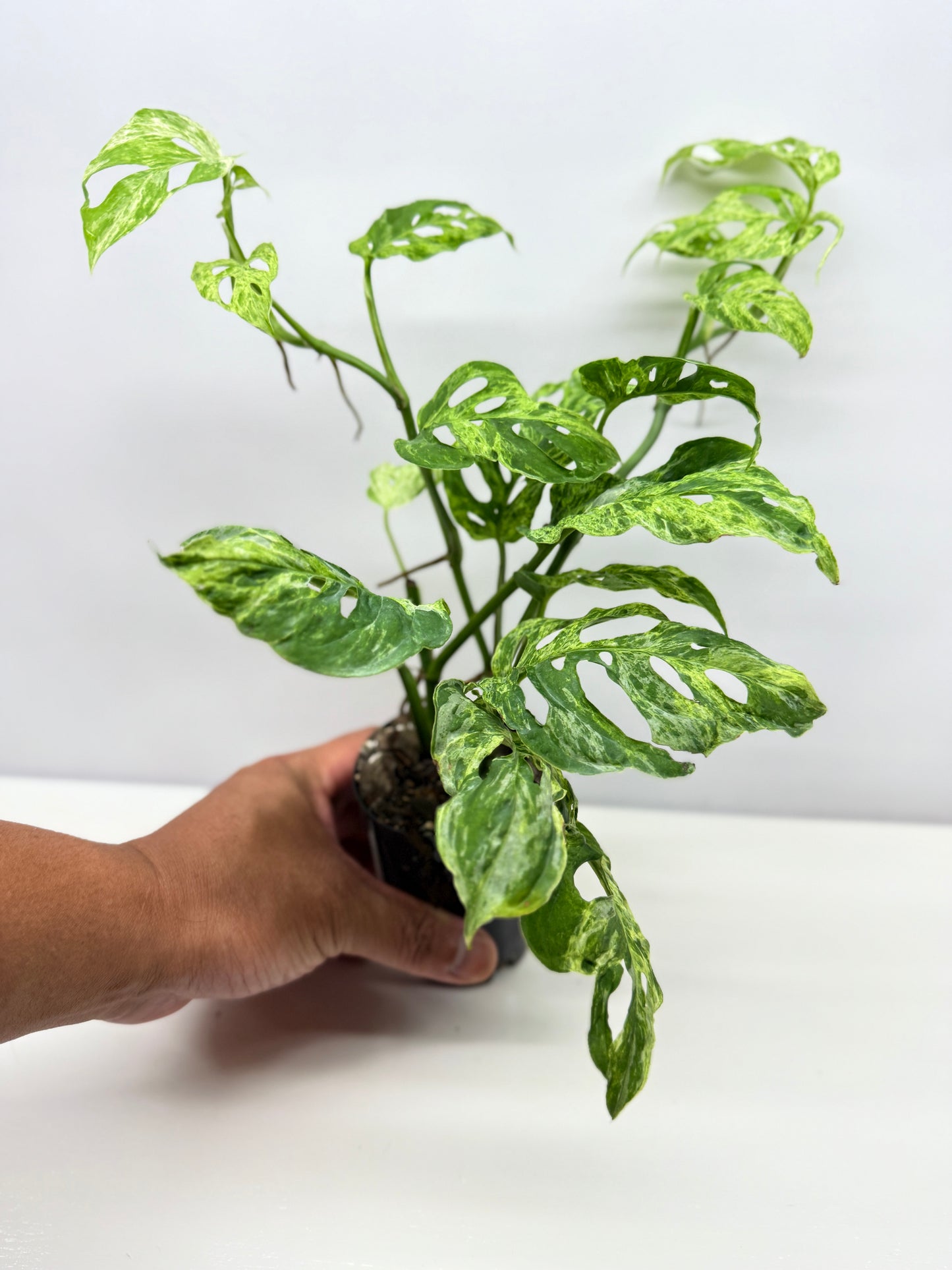 Monstera Adansonii Variegated Mottled Mint - Double Planted A13