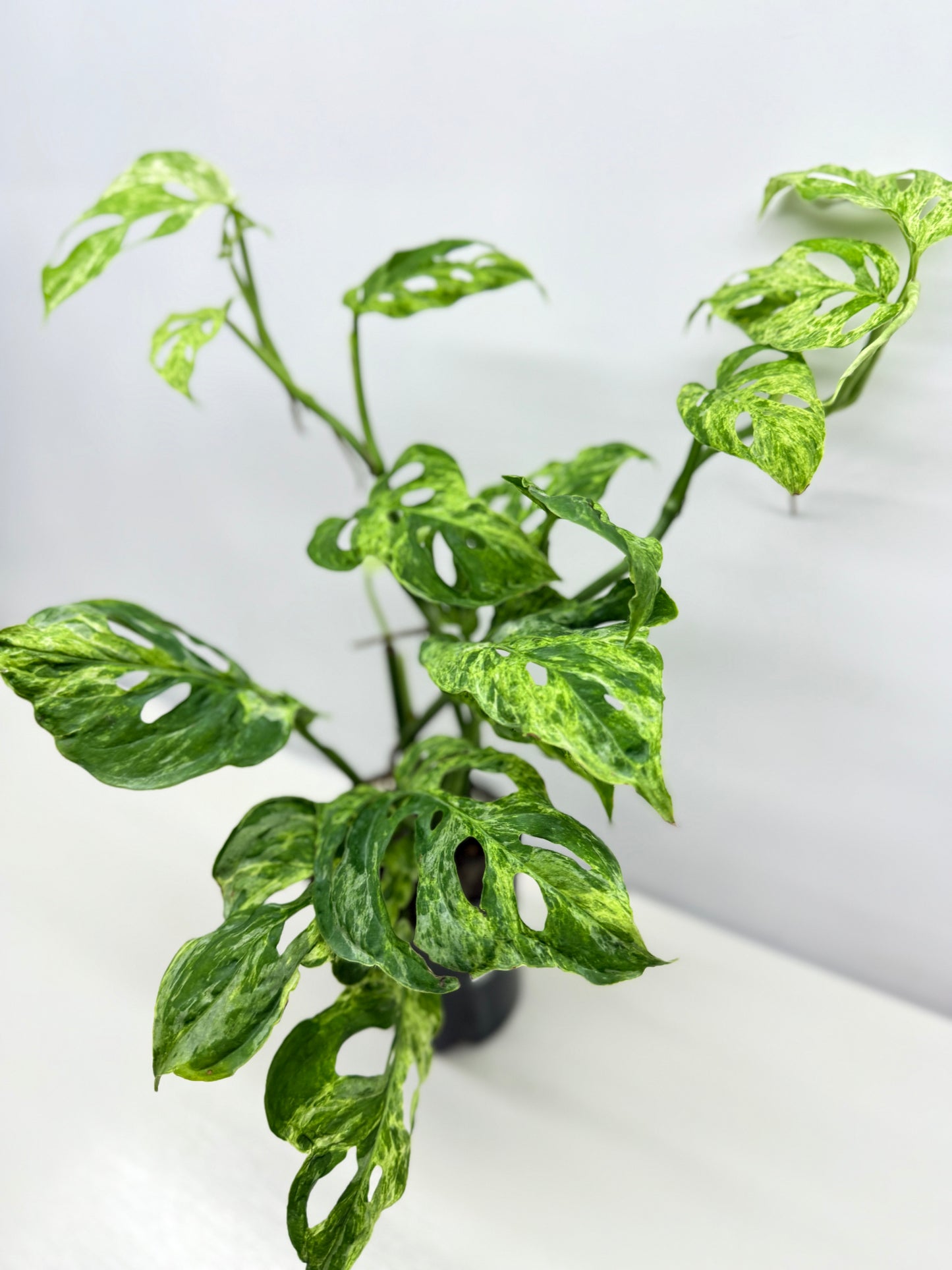 Monstera Adansonii Variegated Mottled Mint - Double Planted A13