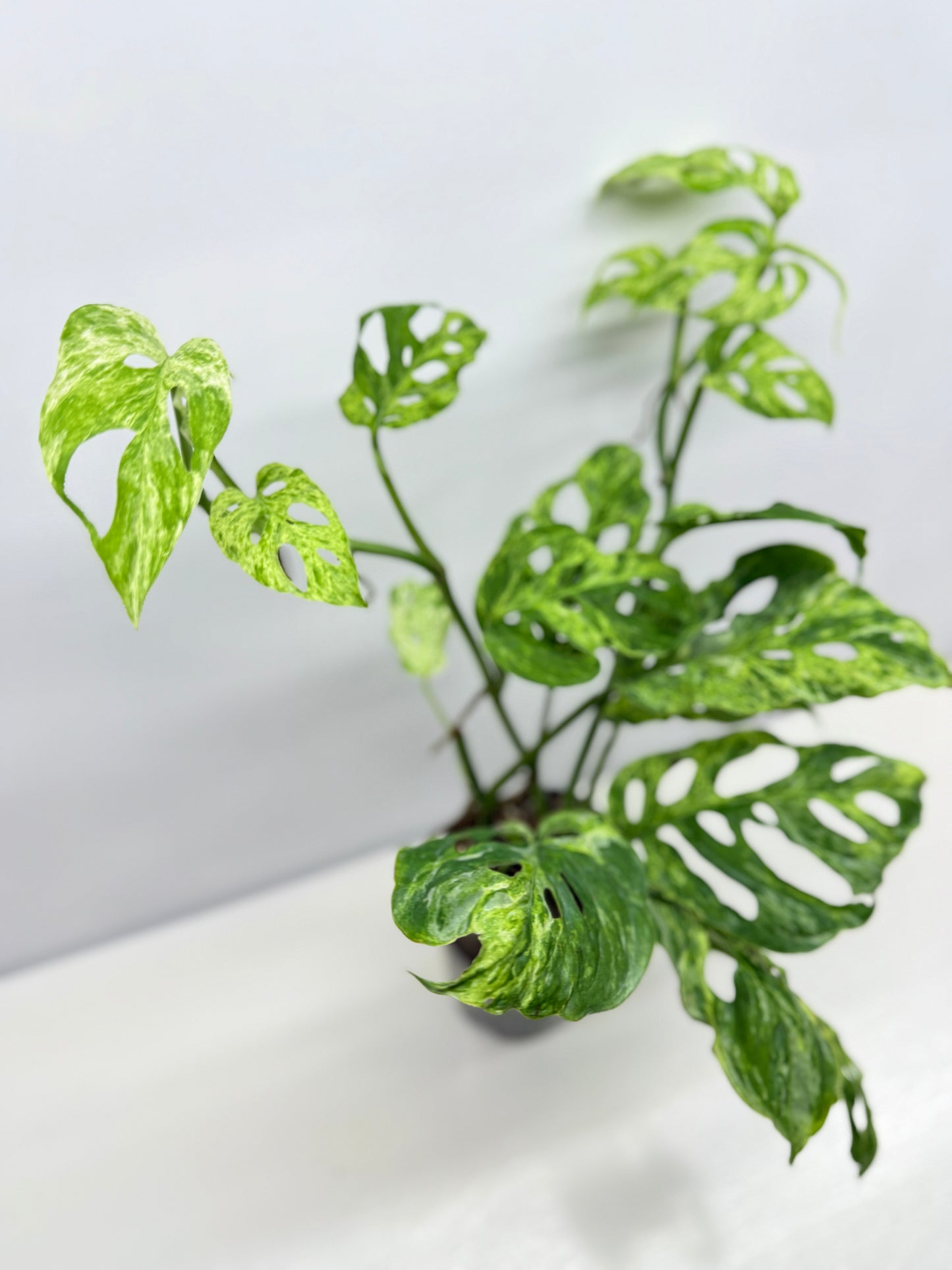 Monstera Adansonii Variegated Mottled Mint - Double Planted A13