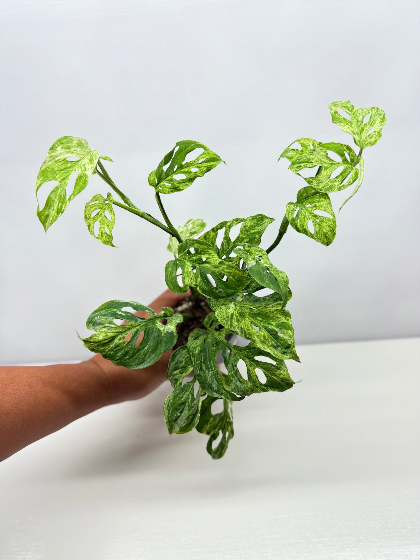 Monstera Adansonii Variegated Mottled Mint - Double Planted A13