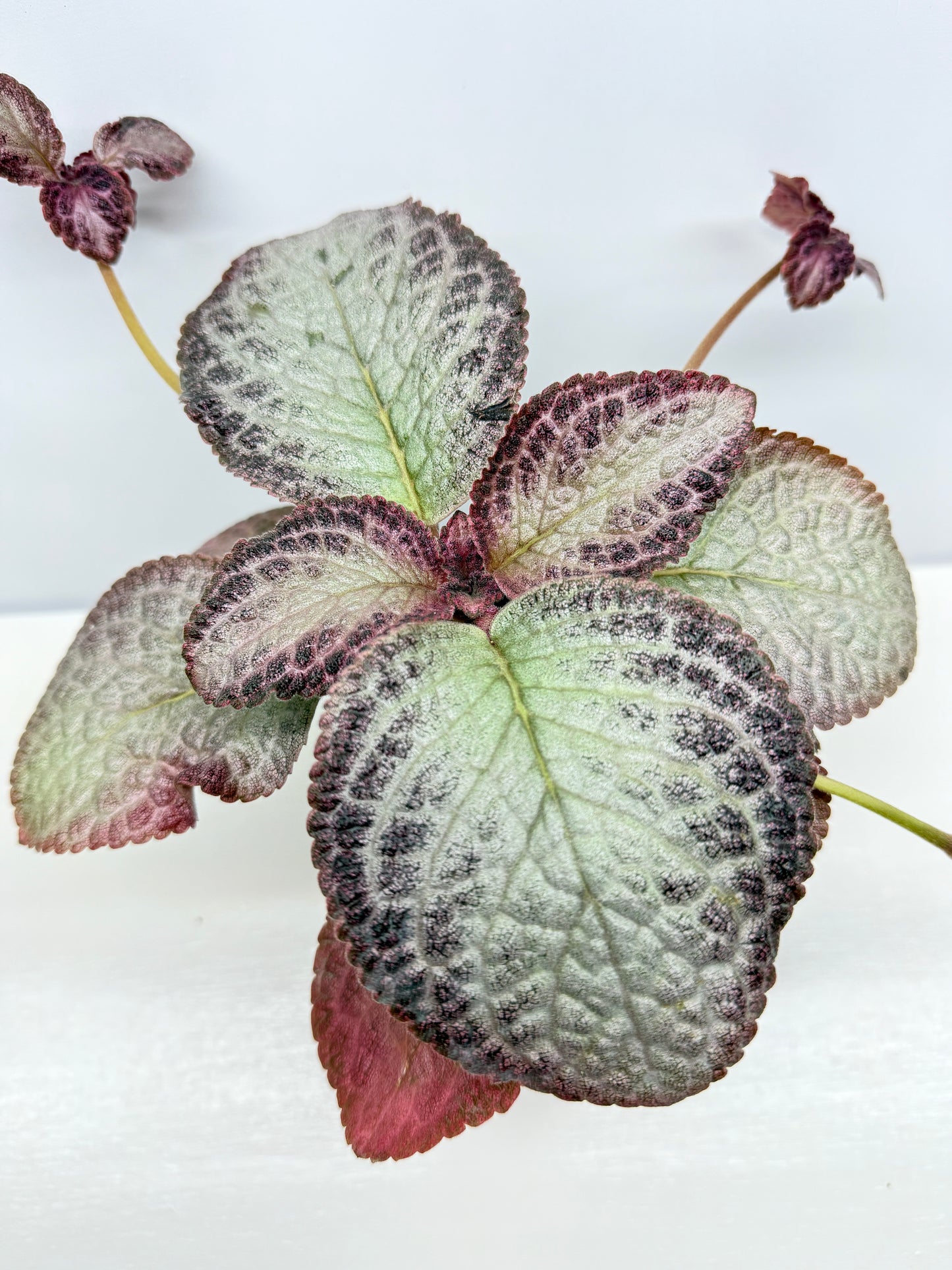 Episcia Cleopatra - Best Pick of the Crop!