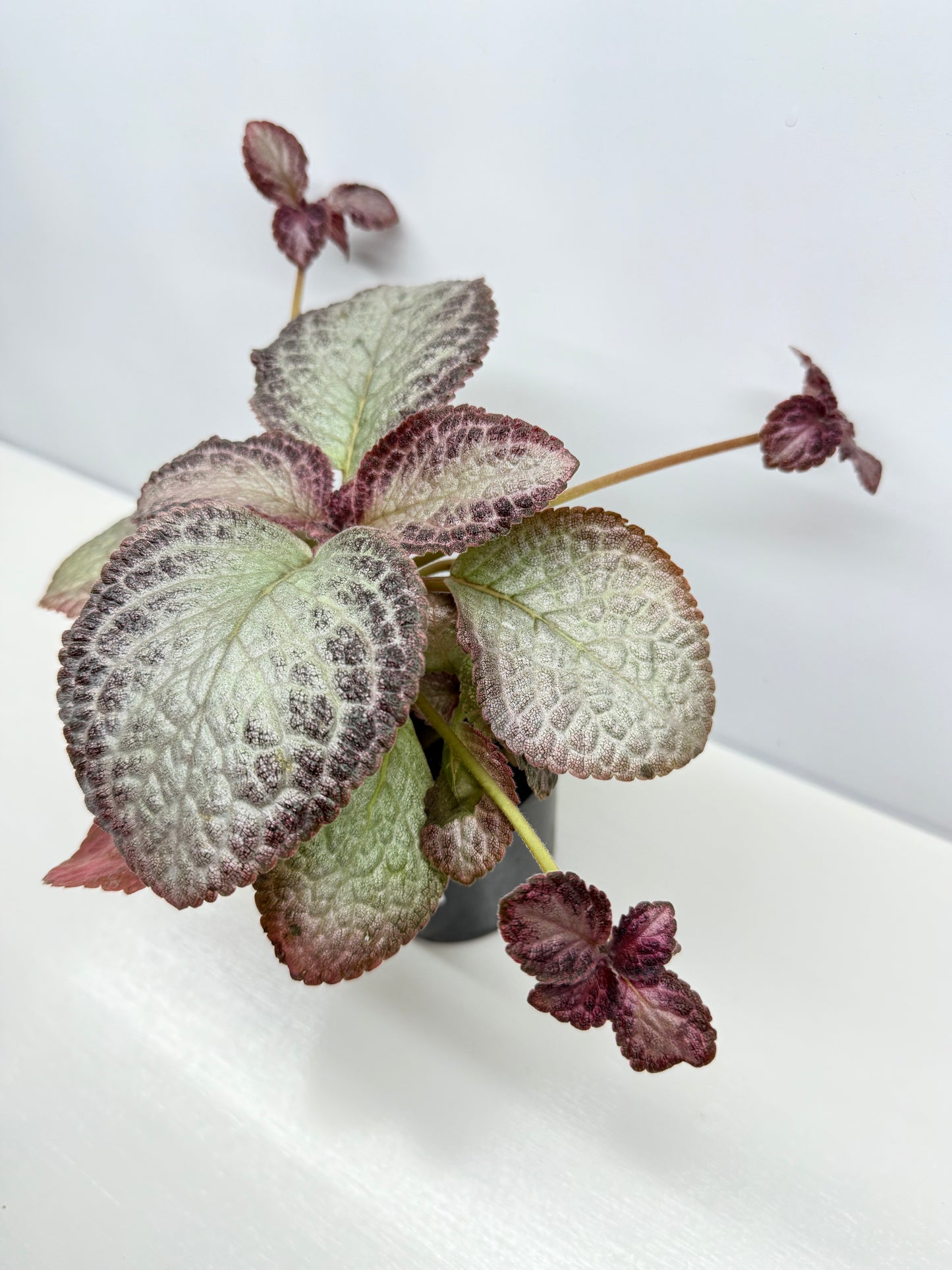 Episcia Cleopatra - Best Pick of the Crop!