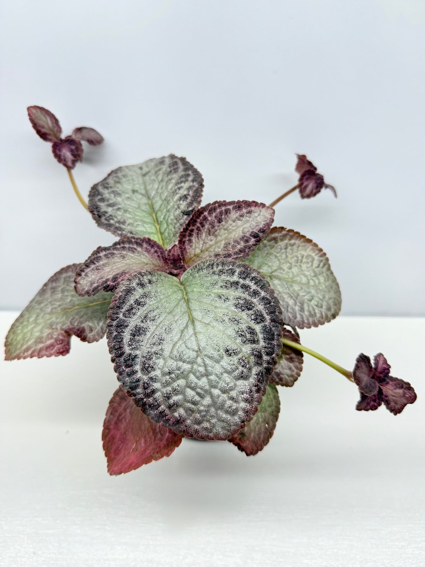 Episcia Cleopatra - Best Pick of the Crop!