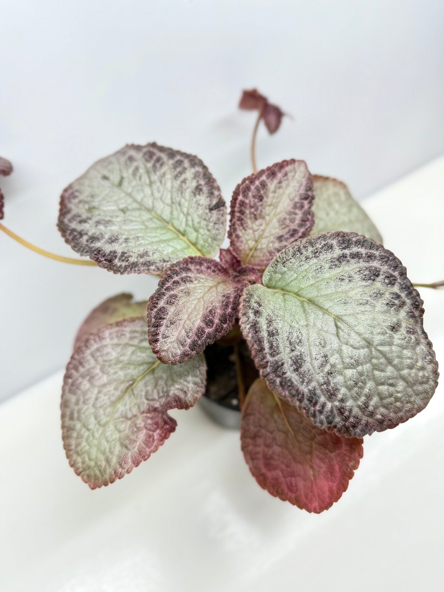 Episcia Cleopatra - Best Pick of the Crop!