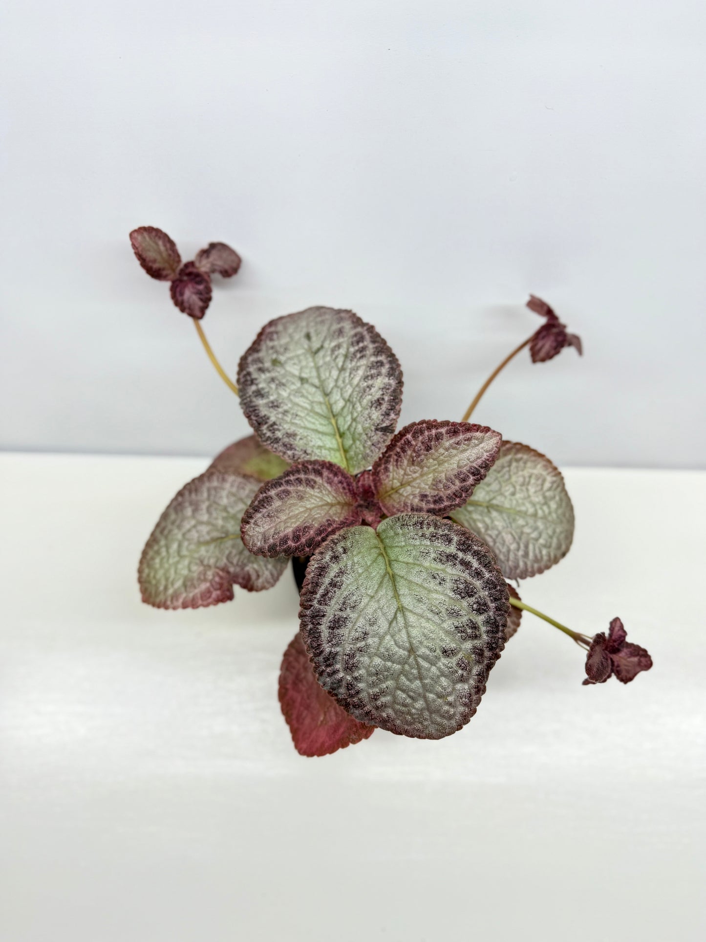 Episcia Cleopatra - Best Pick of the Crop!