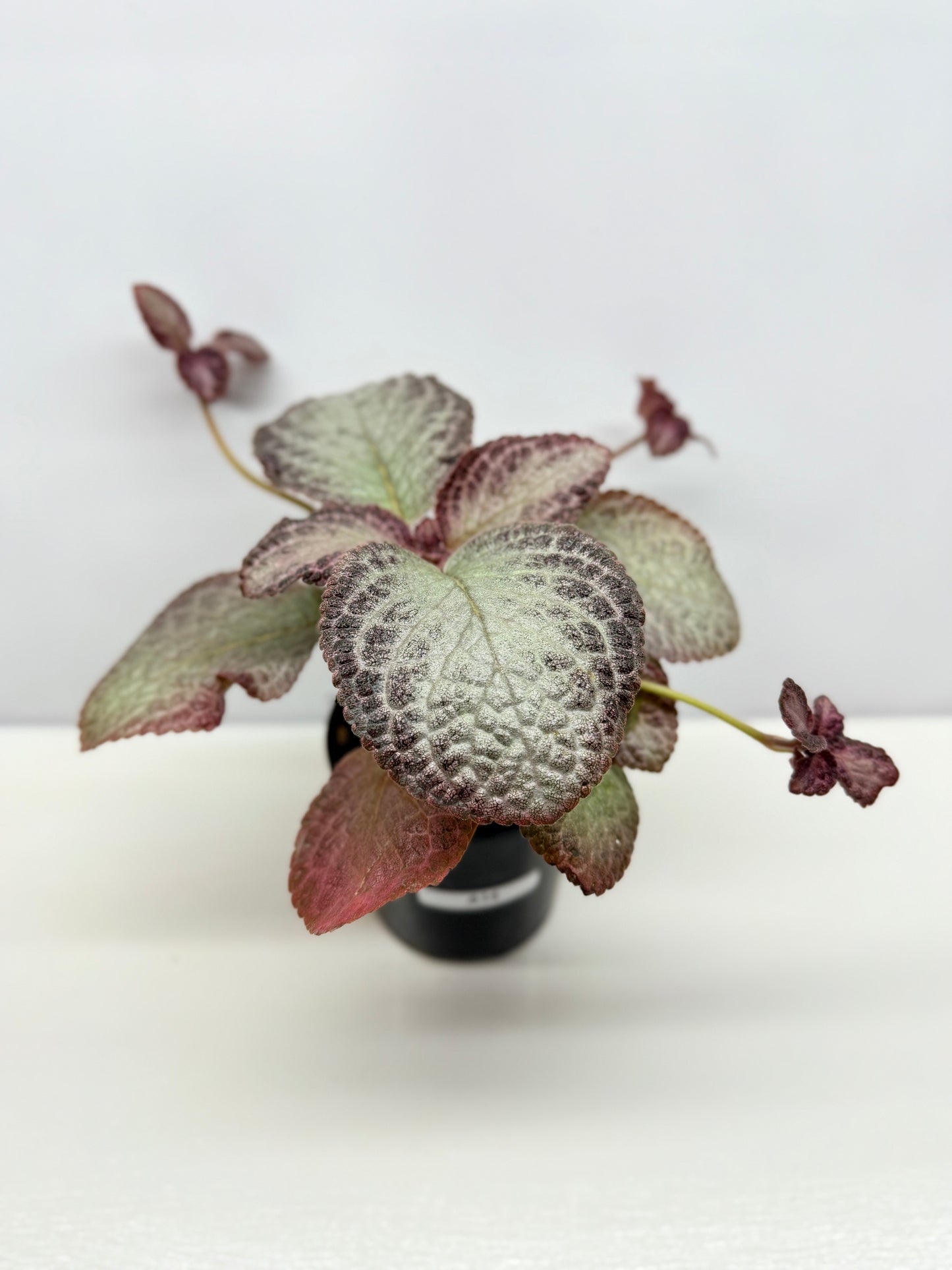 Episcia Cleopatra - Best Pick of the Crop!