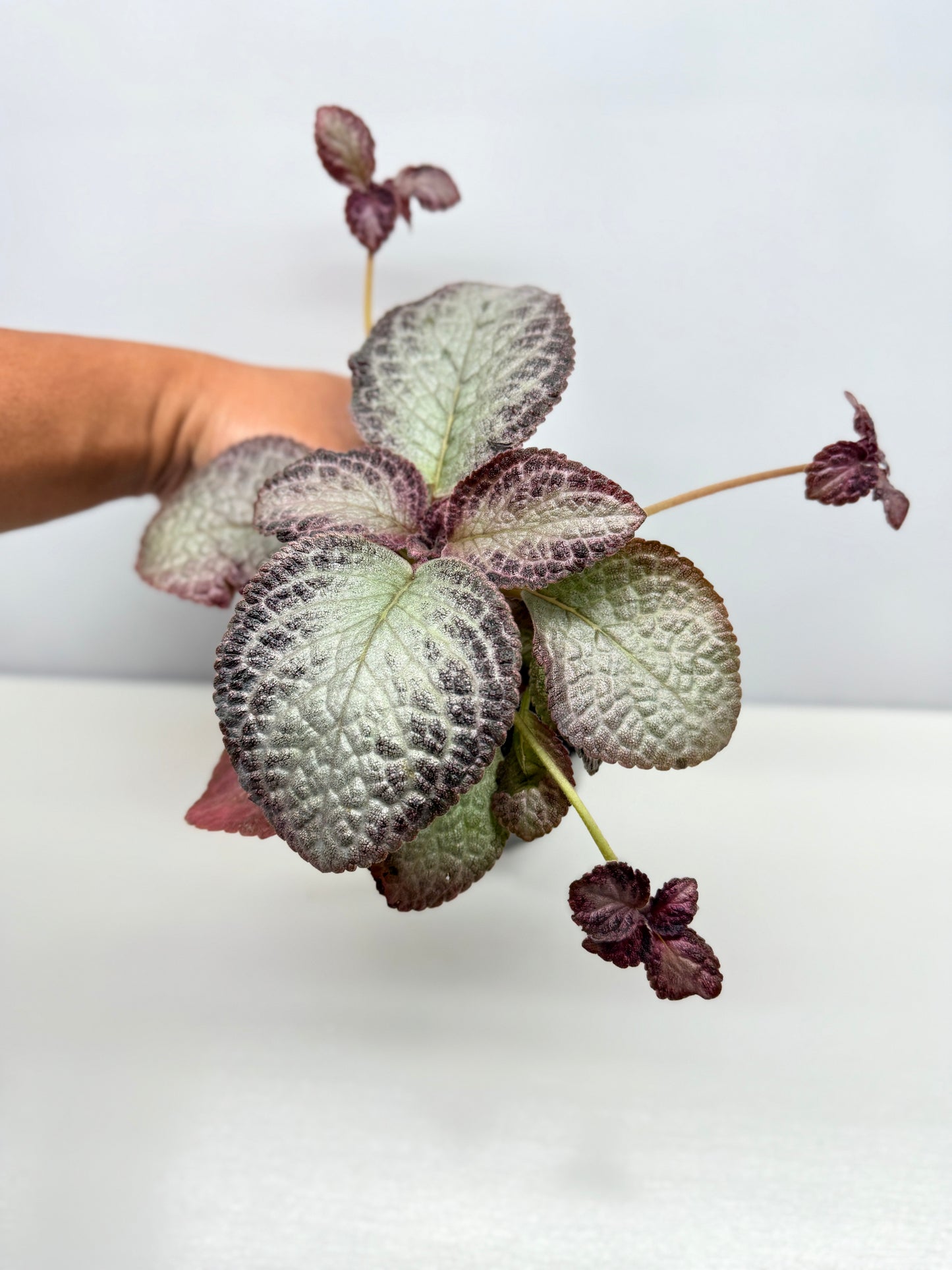 Episcia Cleopatra - Best Pick of the Crop!