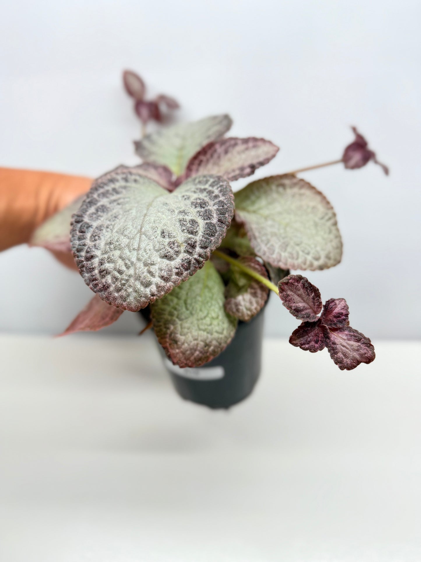 Episcia Cleopatra - Best Pick of the Crop!
