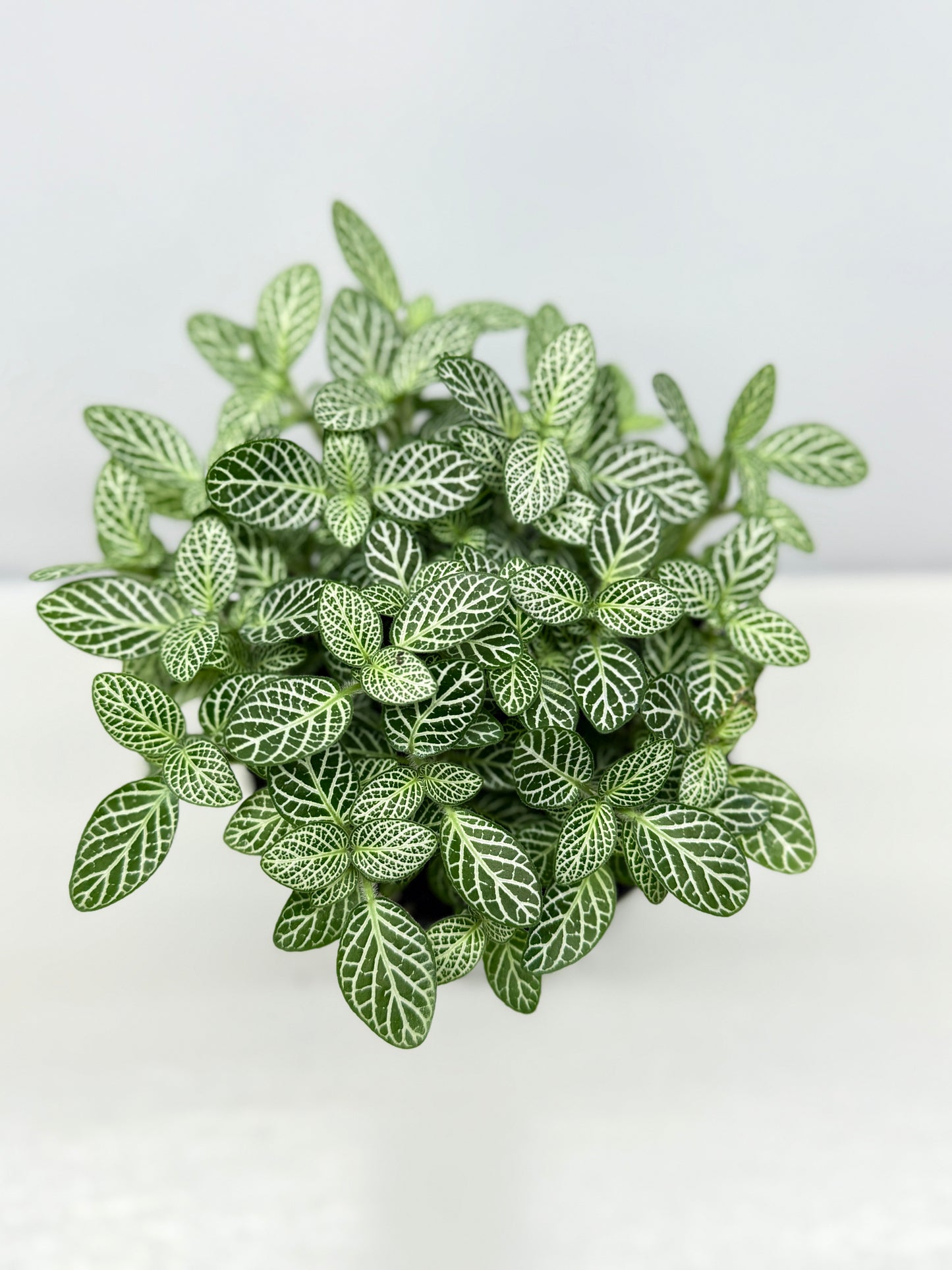Fittonia albivenis Rosy Cloud White Star - Best Pick of the Crop