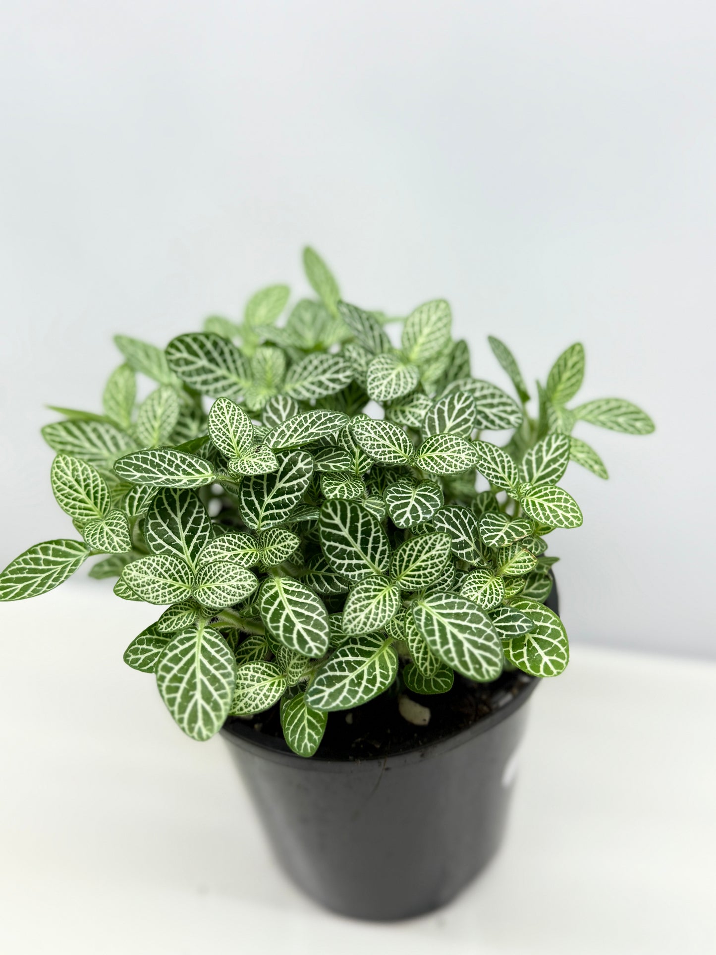 Fittonia albivenis Rosy Cloud White Star - Best Pick of the Crop