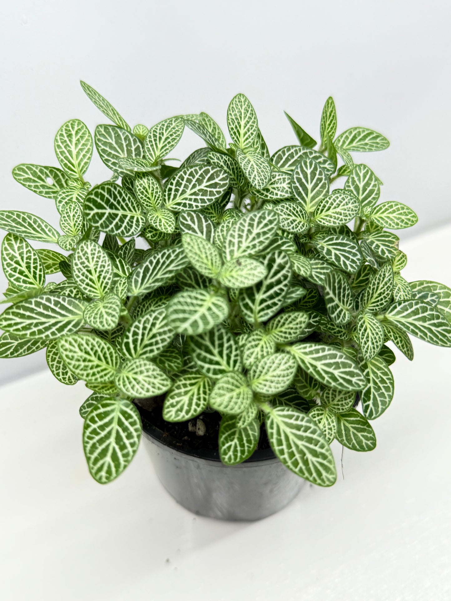 Fittonia albivenis Rosy Cloud White Star - Best Pick of the Crop