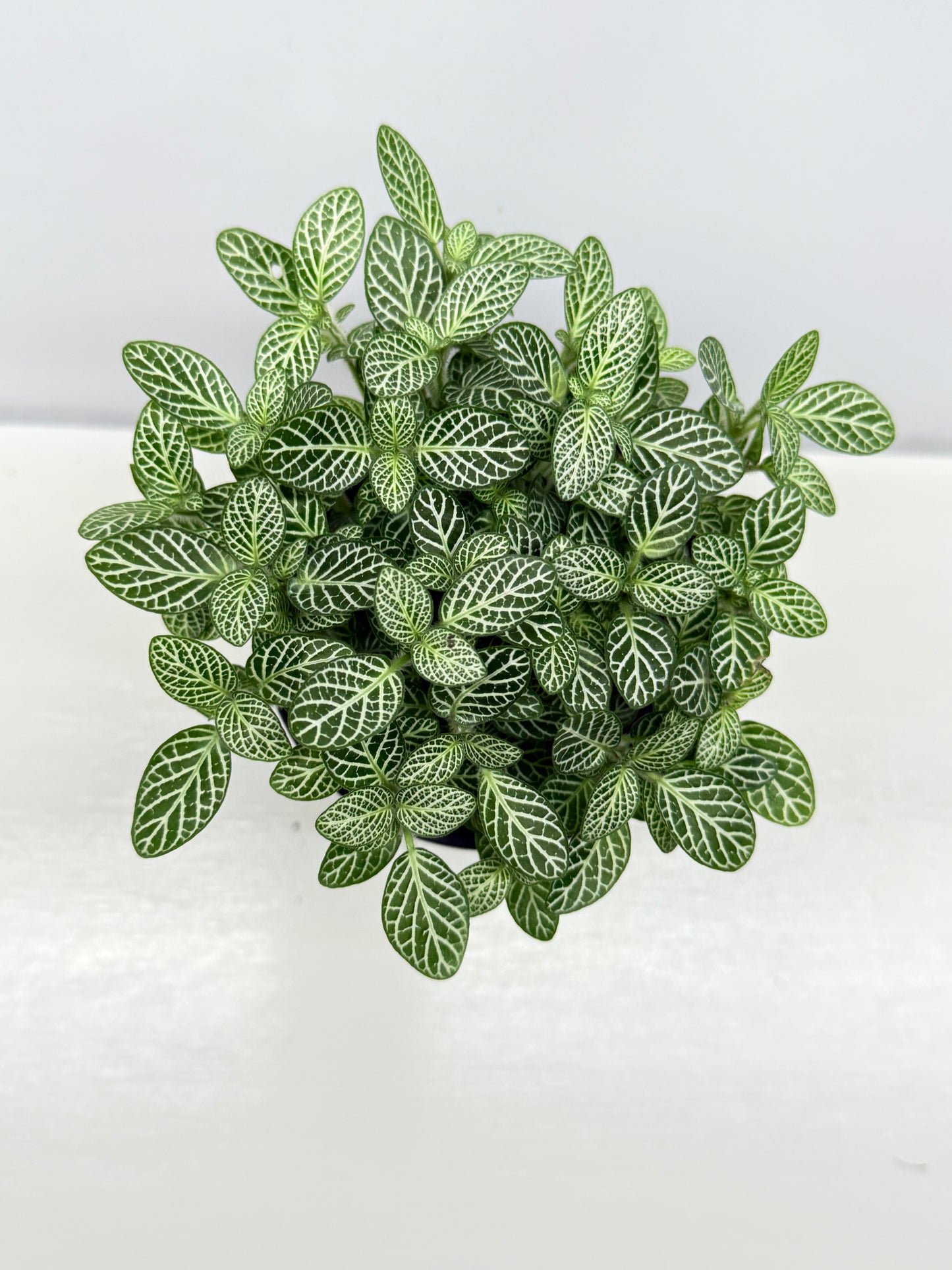 Fittonia albivenis Rosy Cloud White Star - Best Pick of the Crop
