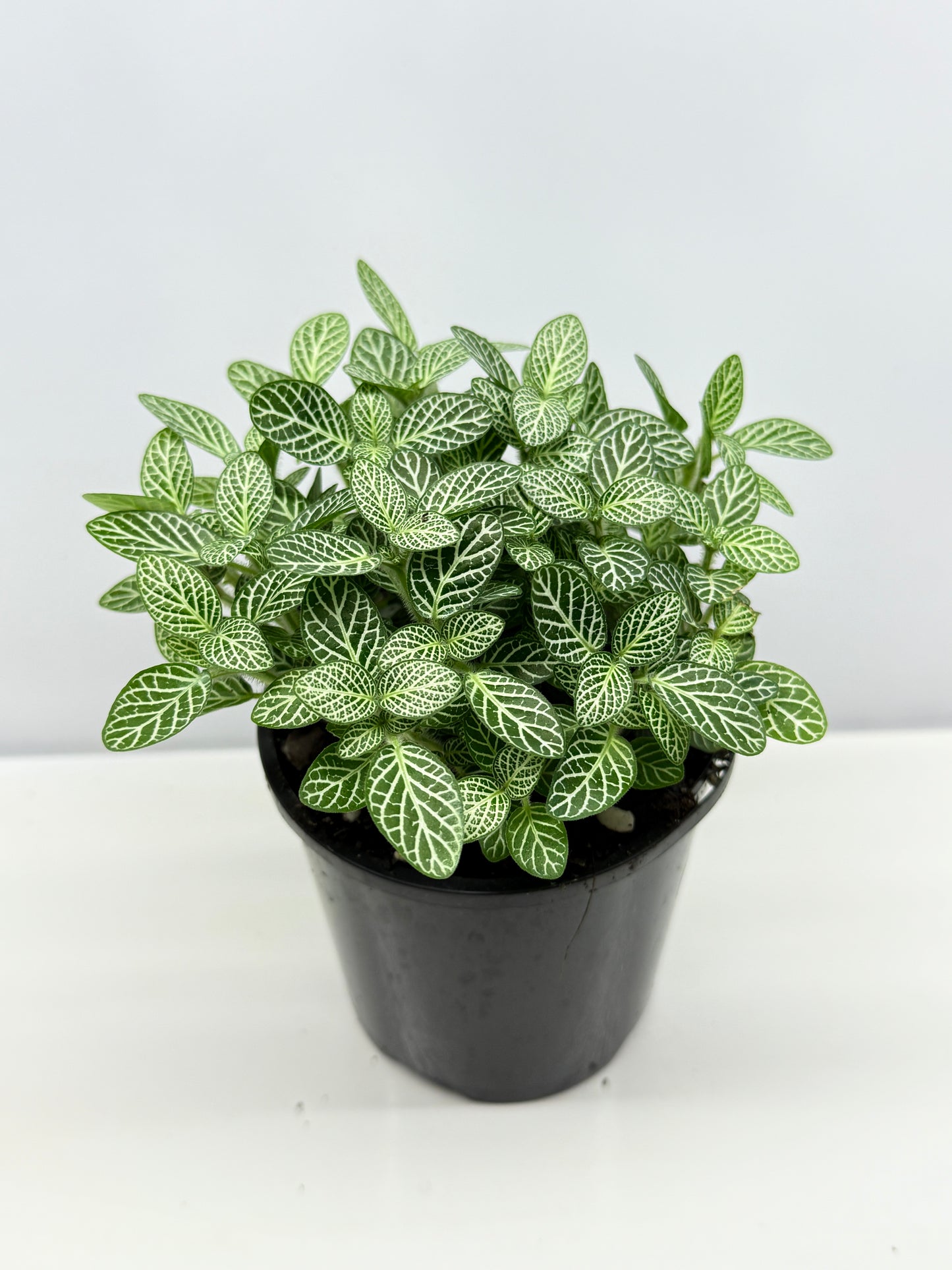 Fittonia albivenis Rosy Cloud White Star - Best Pick of the Crop